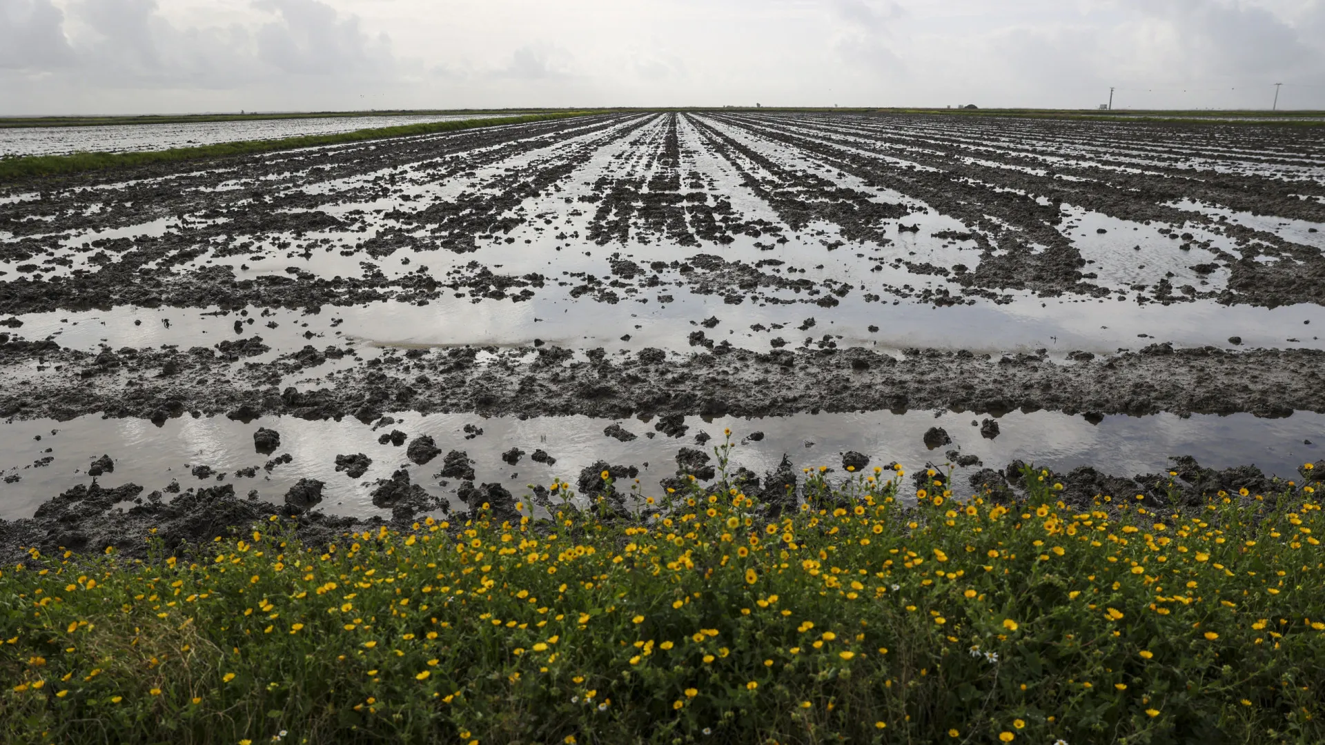 
                    Amêijoas? Diretor-geral diz que houve casos de contaminação cá (e não só)
                