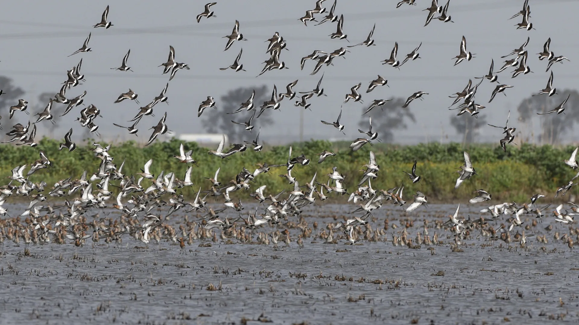 
                    Movimento das aves aquáticas afeta propagação da gripe aviária
                