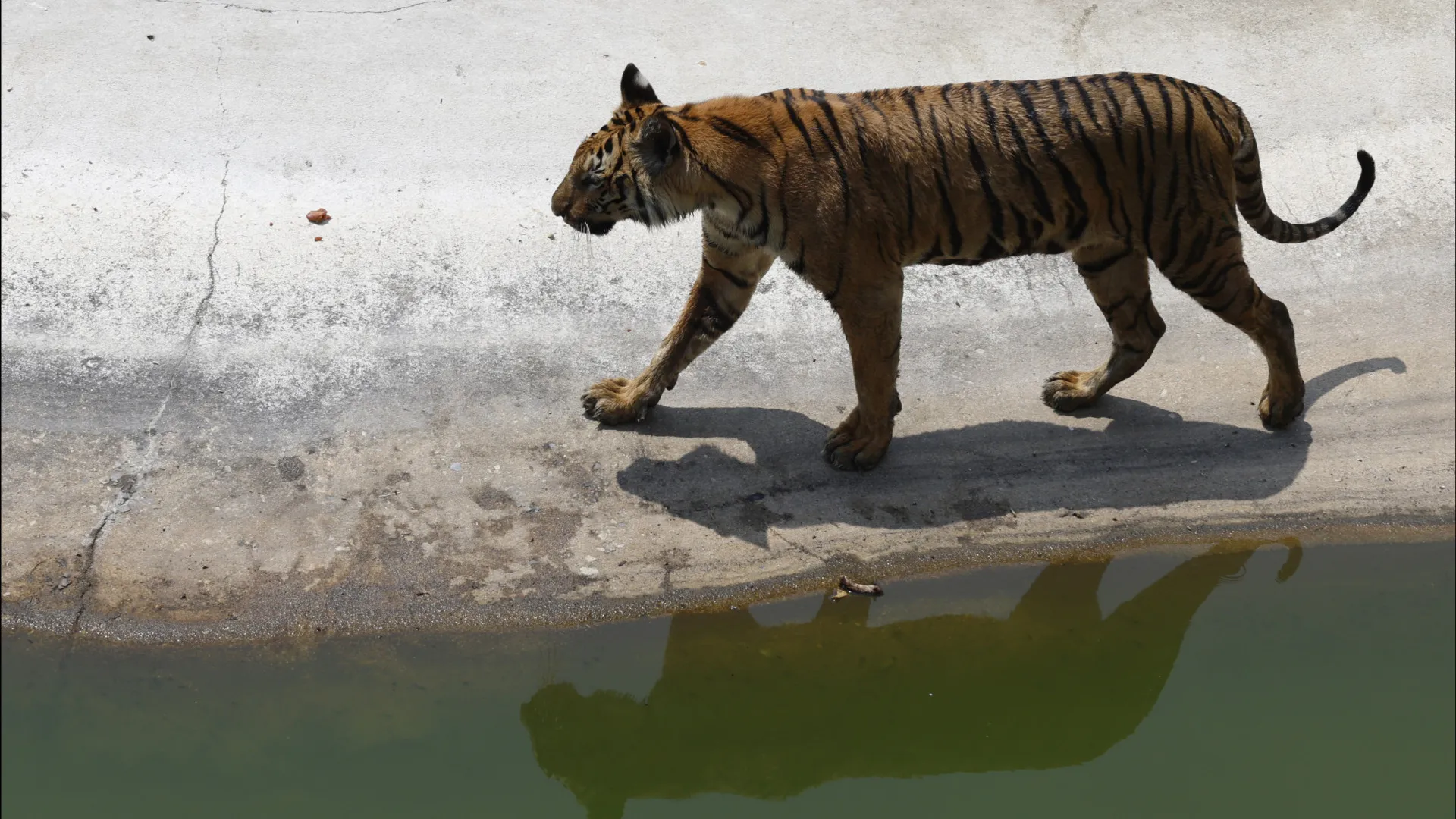 
                    Vírus mata 72 tigres em parque de vida selvagem na Tailândia
                