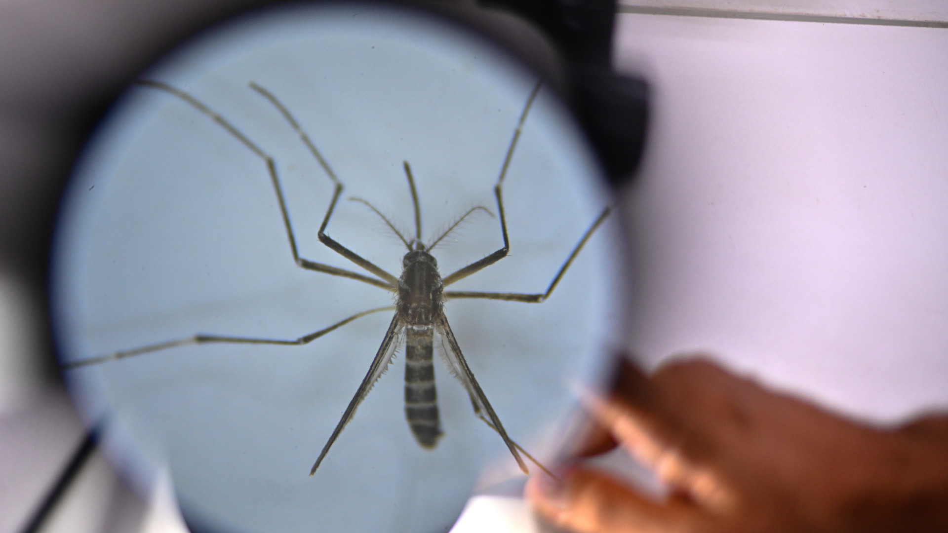 Total de mortes sobe para sete após um ano de dengue em Cabo Verde