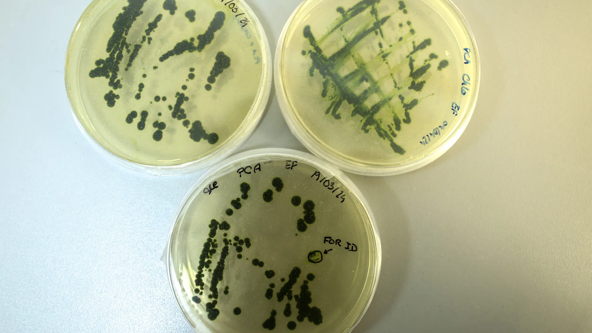 
                    Produtoras nacionais de microalgas procuram melhorar sustentabilidade
                