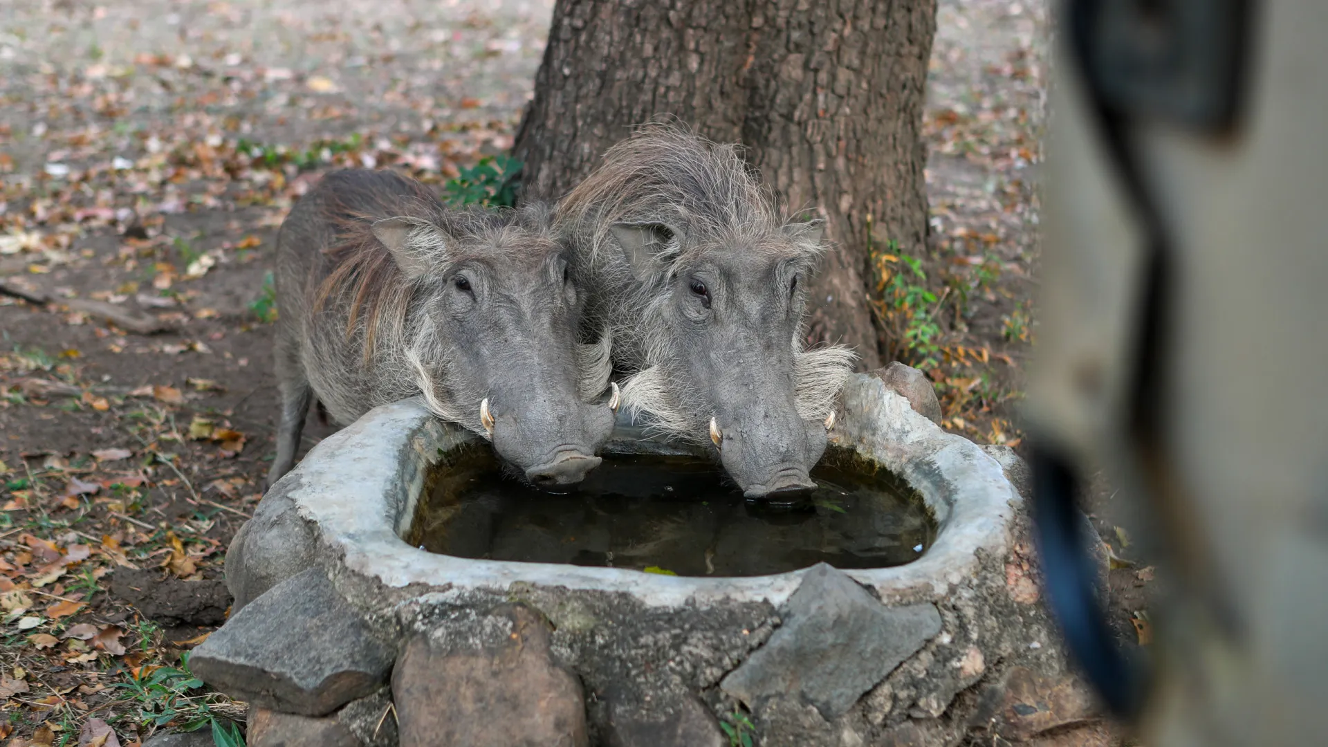 
                    Javalis na Europa podem ser quase 20 milhões, Portugal com quase 400 mil
                