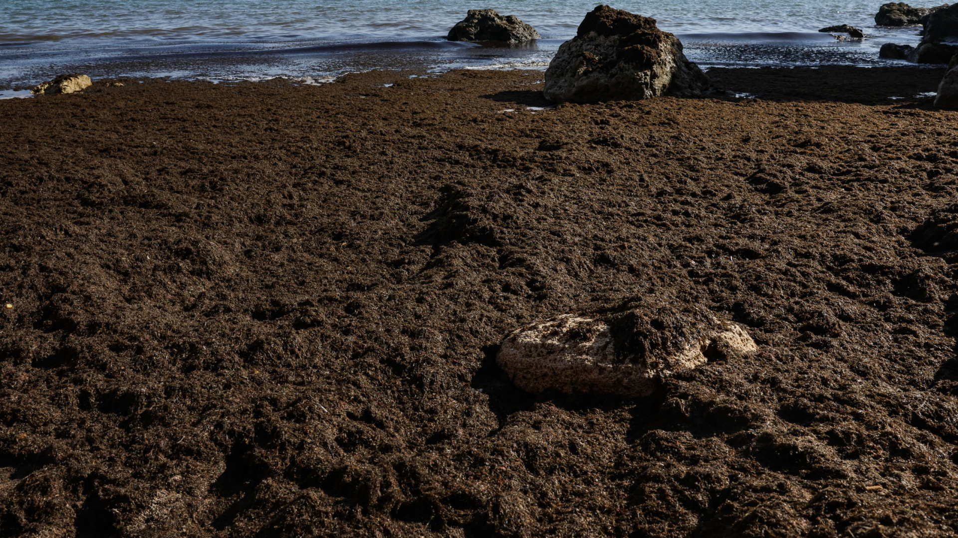 Remoção de algas nas praias de Portimão concluída na próxima semana