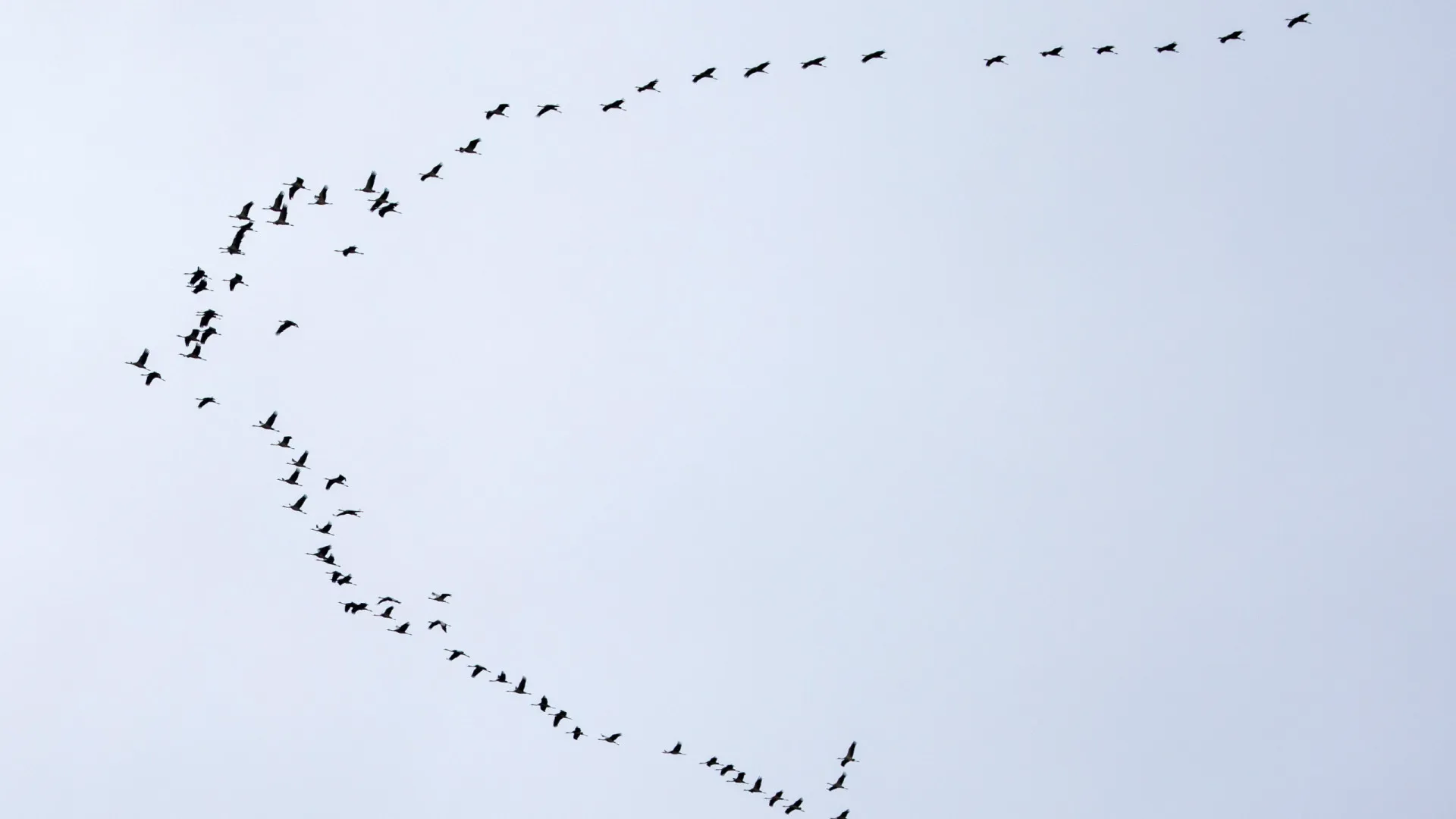 
                    Total de 44 espécies extinguiram-se em 2025, revela Lista Vermelha UICN
                