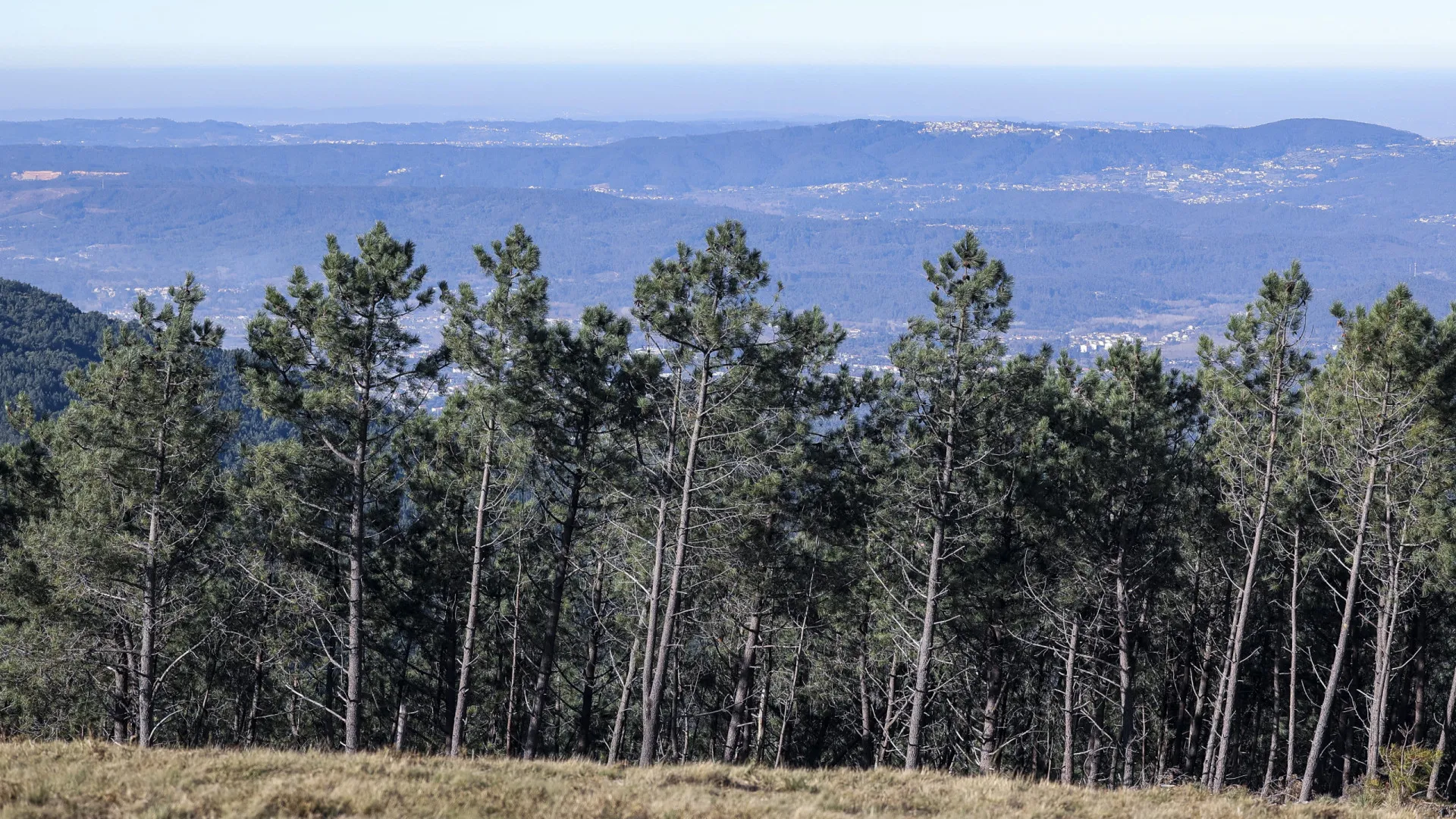 Exportações da fileira do pinho sobem 2% para 2,5 mil milhões em 2025