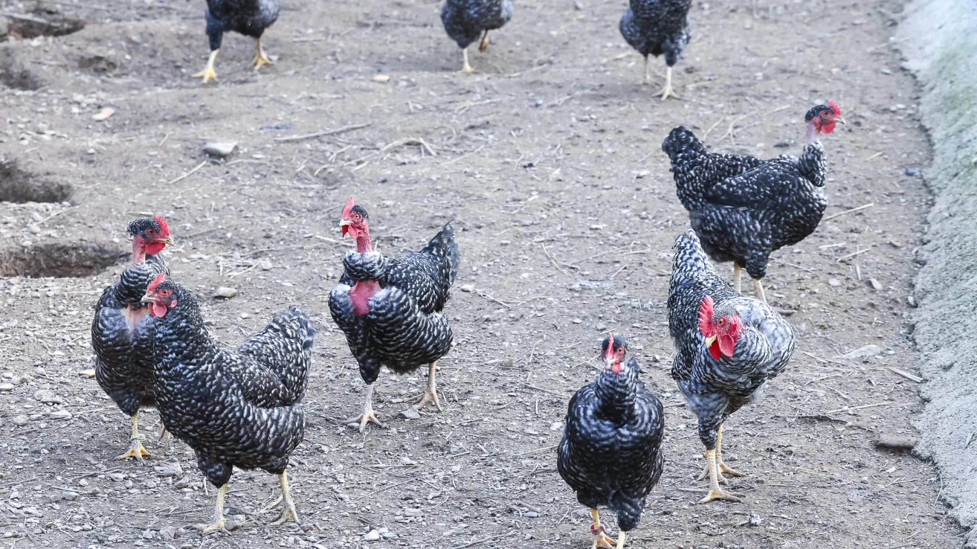 Risco de disseminação da gripe das aves "elevado". Portugal com 31 focos