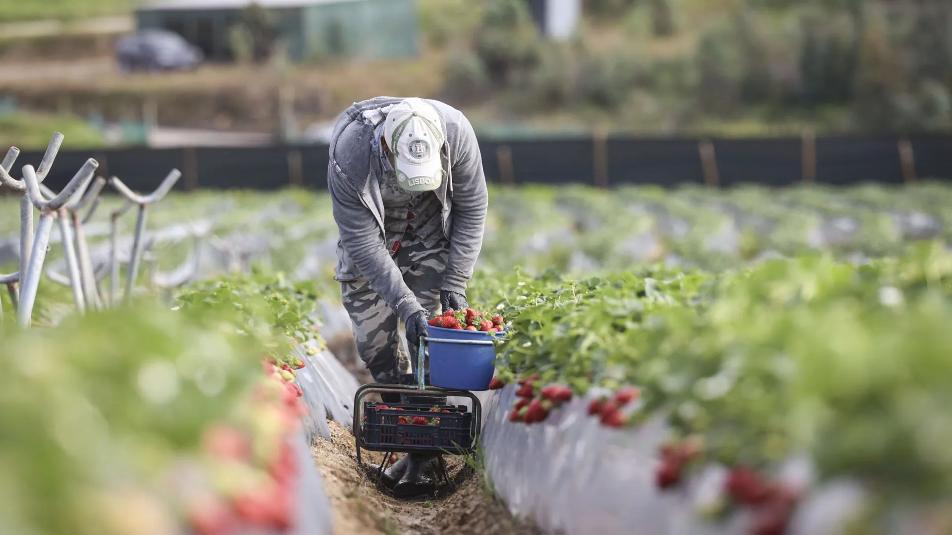 
                    Rendimento agrícola cai 10,7% em 2025 devido à redução dos subsídios
                