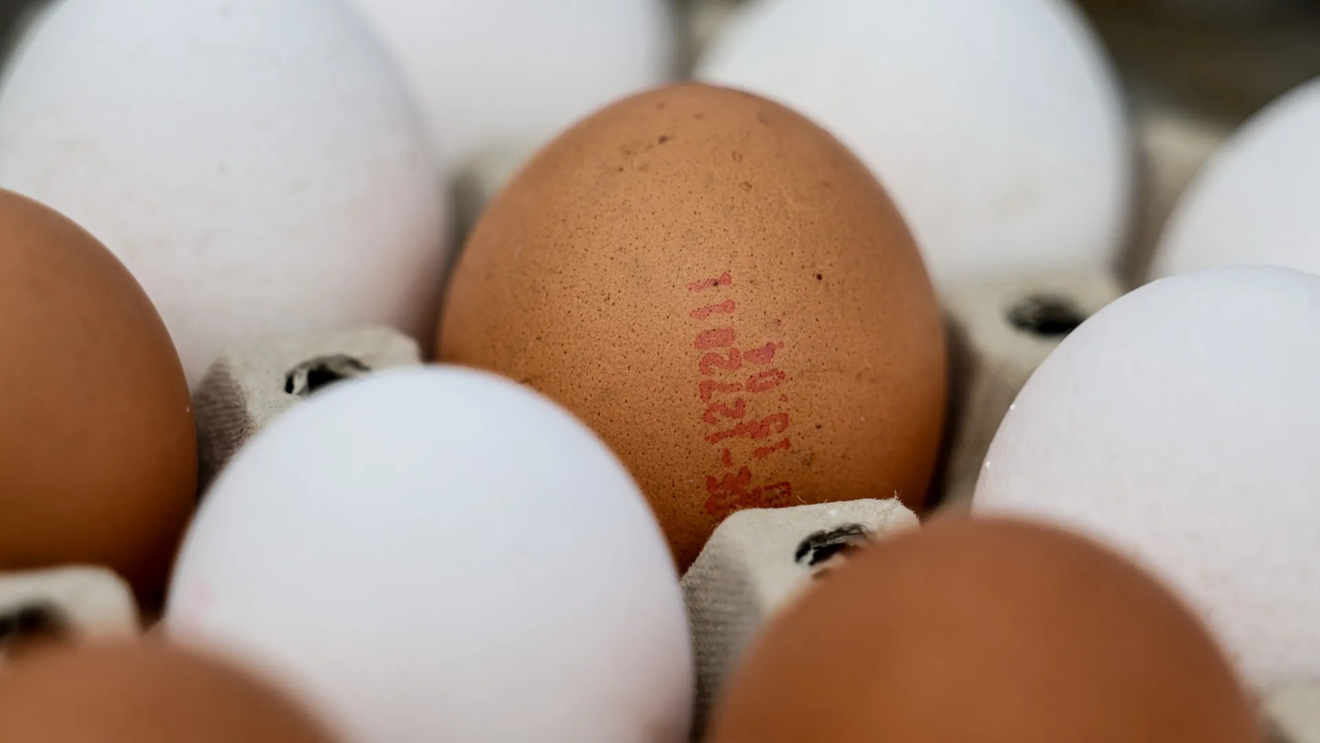 
                    Novo foco de gripe das aves em Tomar. É o 3.º em Santarém este mês
                