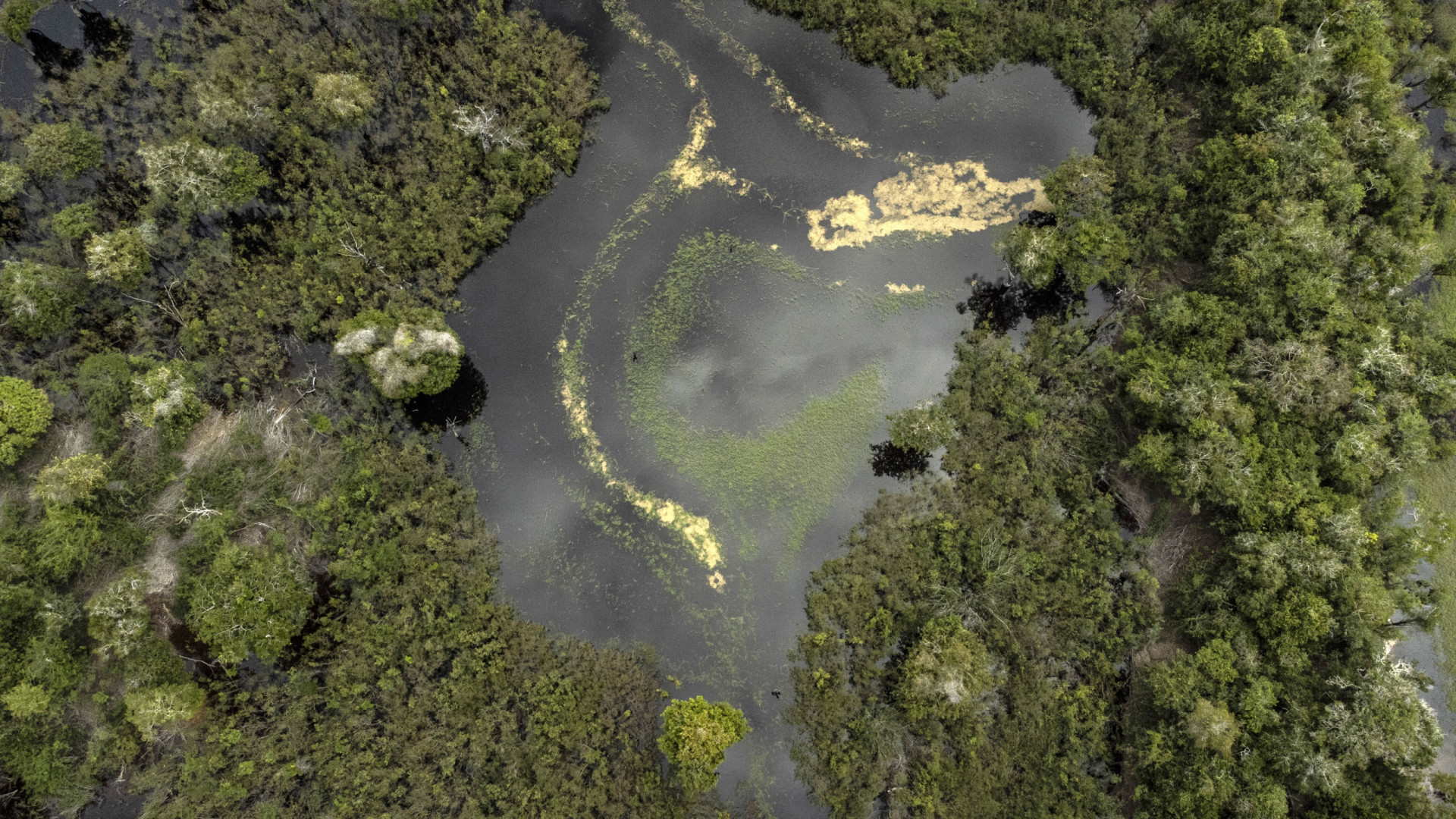 Amazónia precisa de 5,9 mil milhões anualmente para evitar colapso