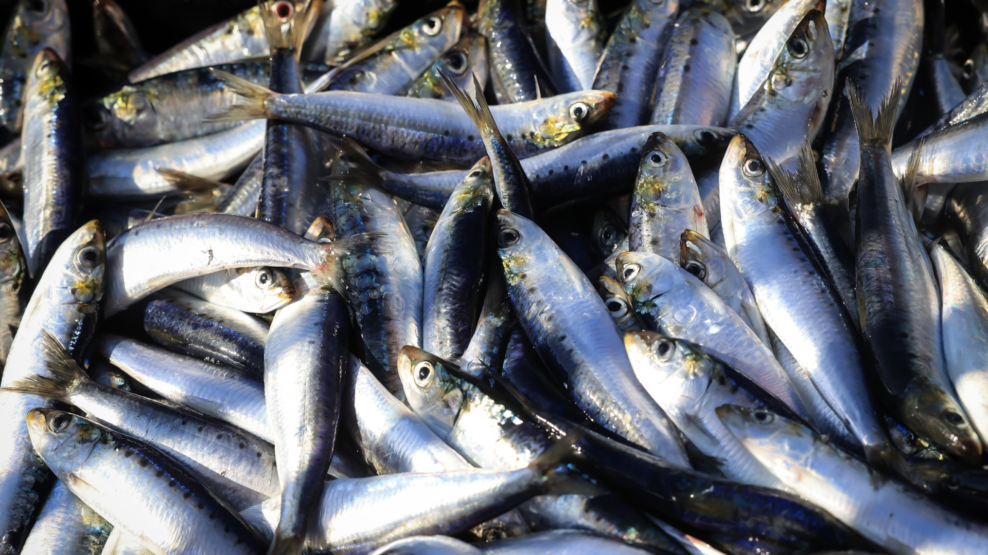 29.º Festival da Sardinha de Portimão espera mais de 130 mil visitantes