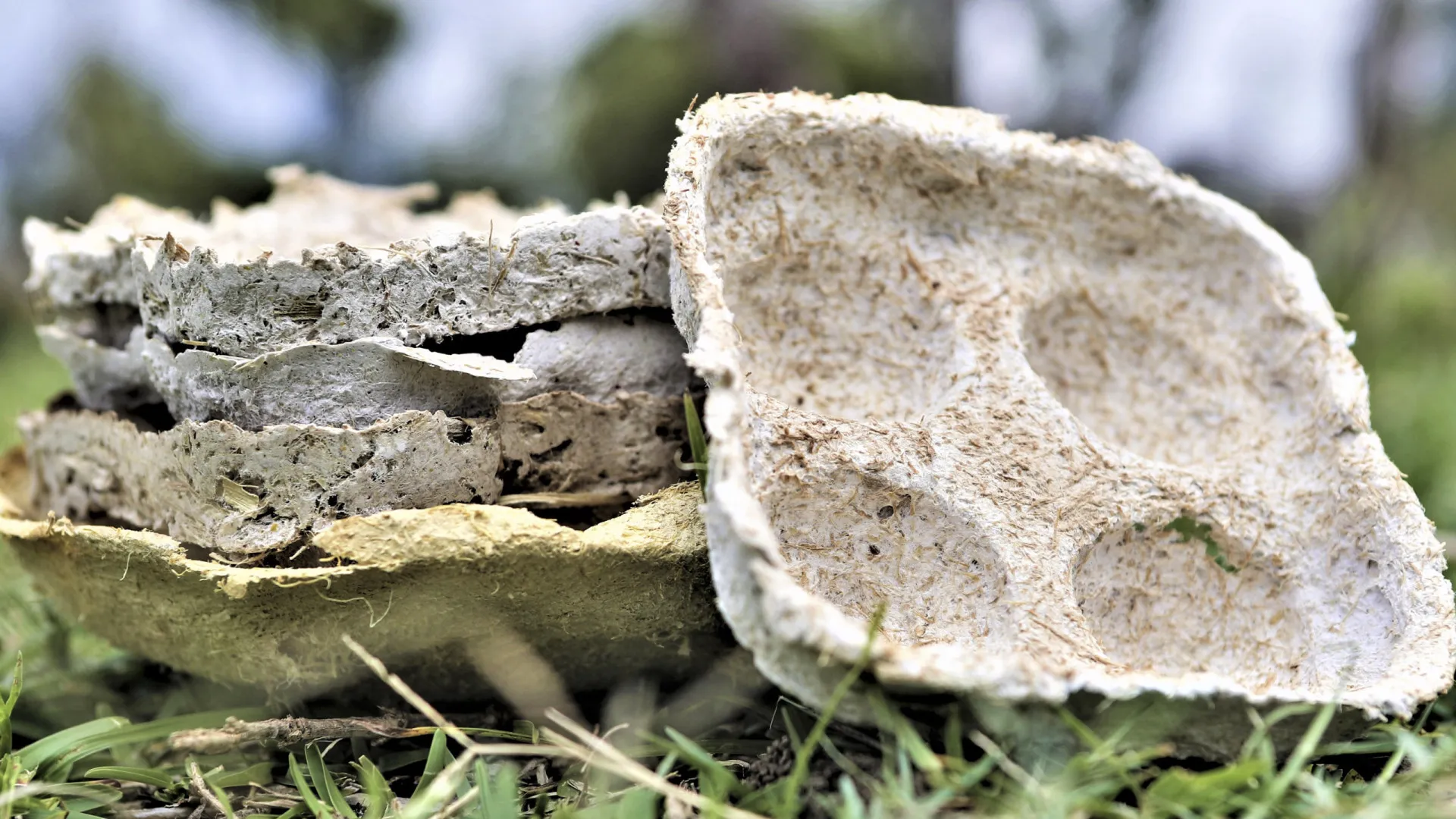 
                    Loiça feita com casca de milho quer substituir plástico e gerar emprego
                