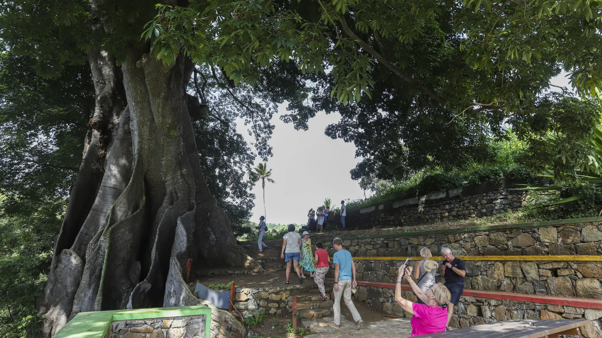 
                    Fora das praias, a maior árvore de Cabo Verde atrai cada vez mais turistas
                