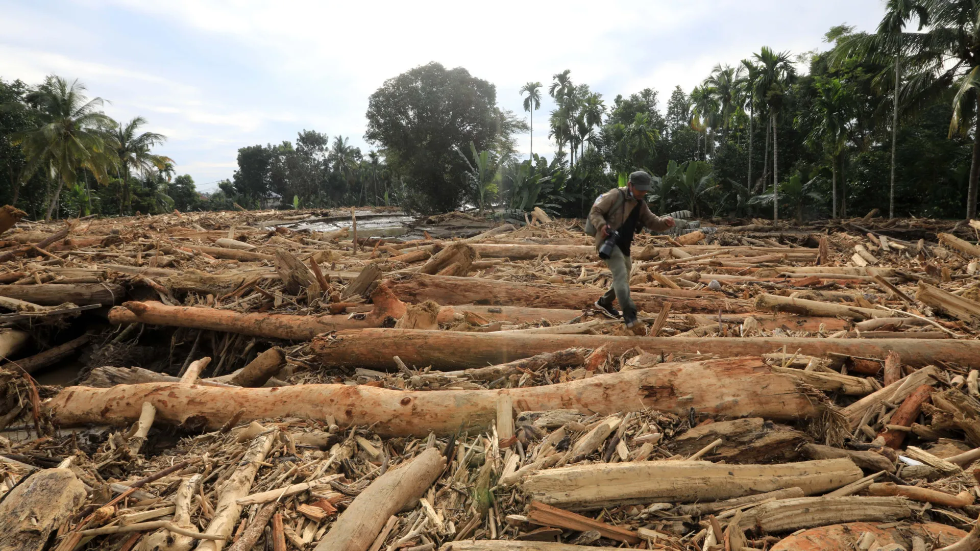 
                    Governo de Moçambique aumenta quota anual de exploração de madeira
                