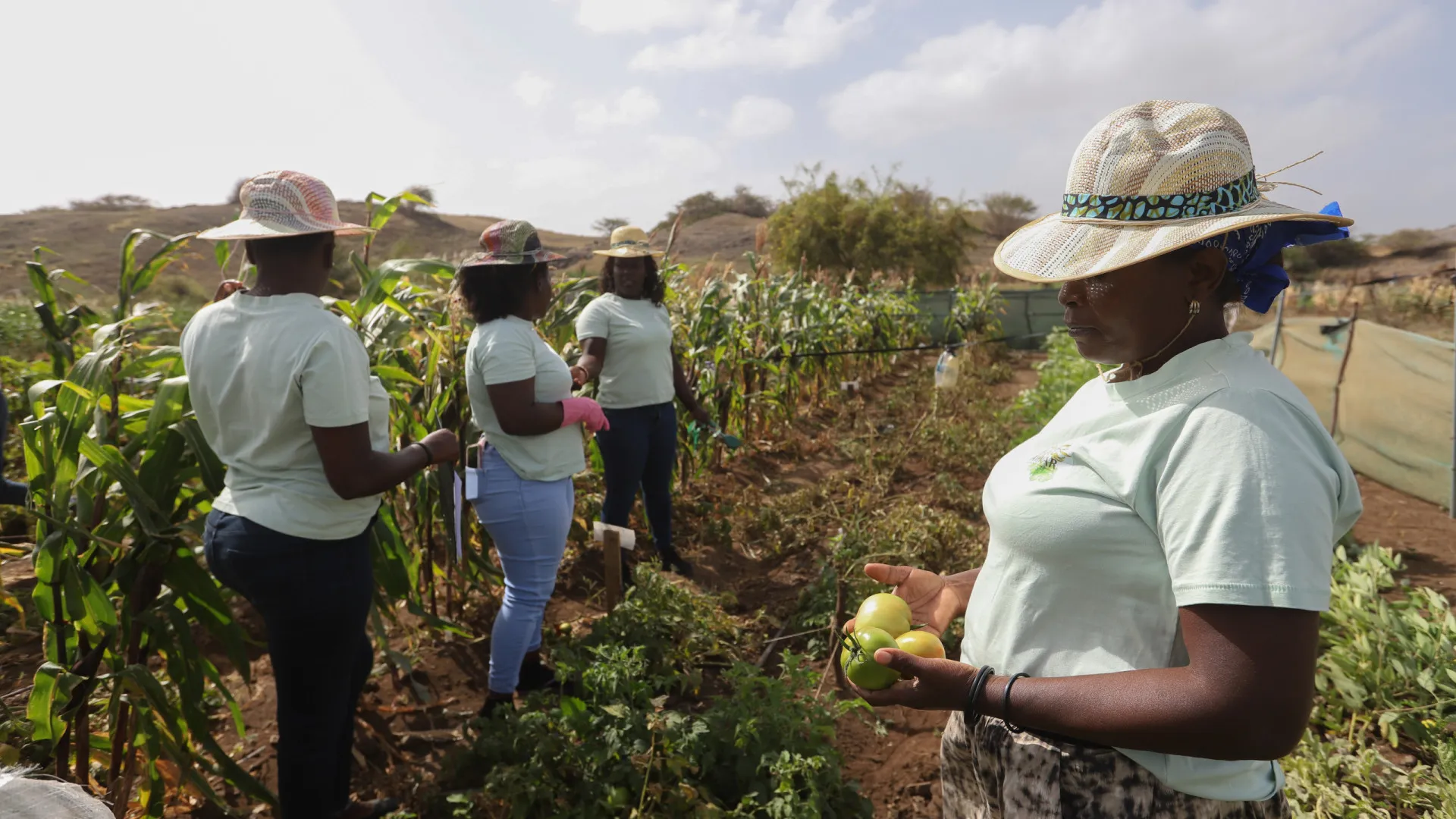 
                    Após um ano a processar algas, cabo-verdianas colhem tomate e milho
                