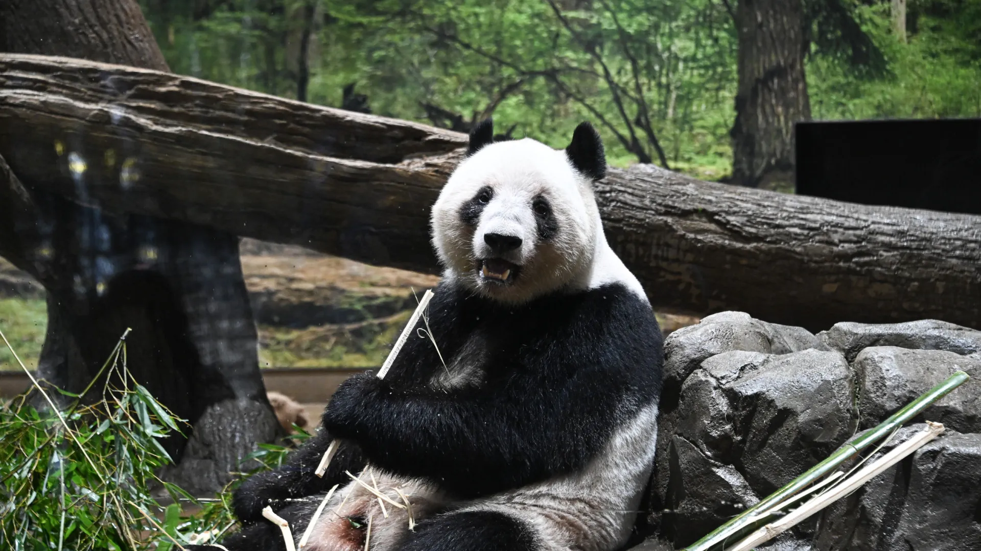 
                    Japão despede-se dos últimos pandas (que regressam à China)
                