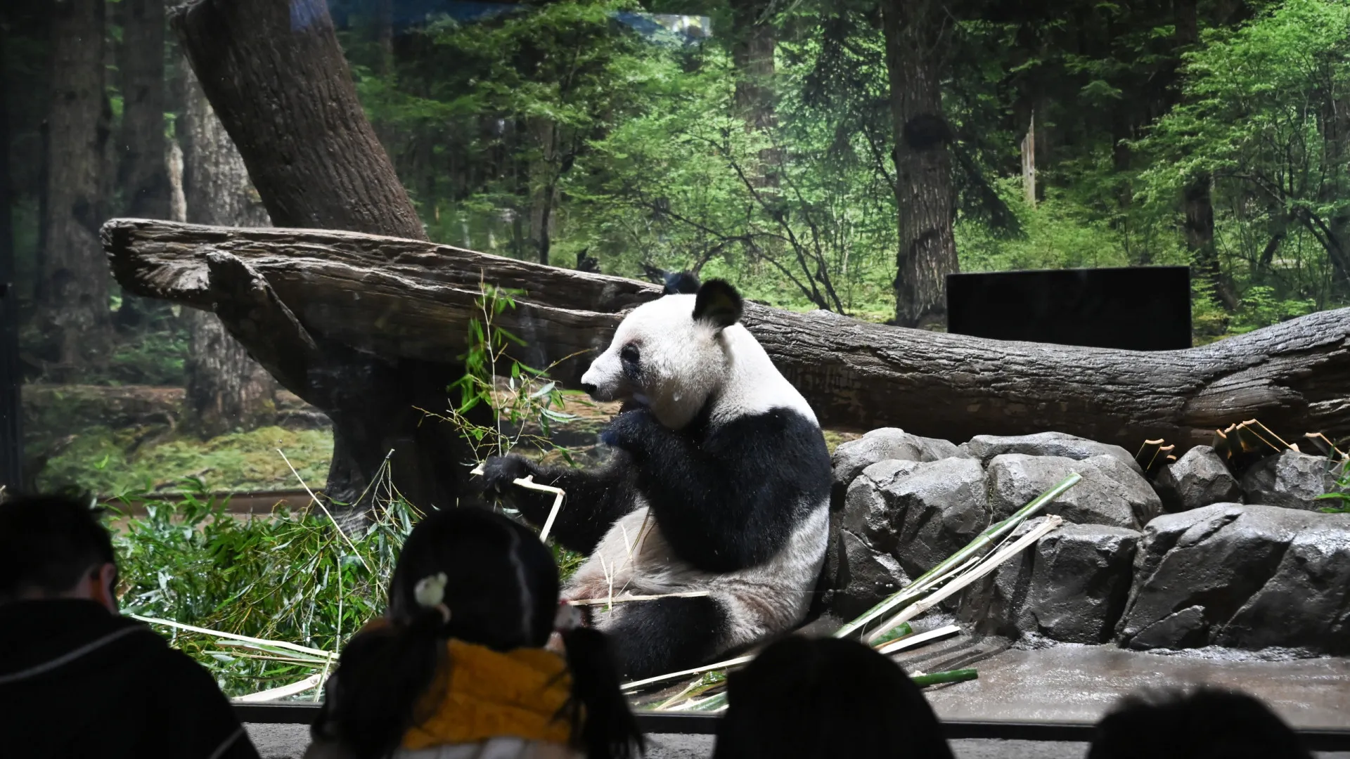 
                    Últimos pandas do Japão já estão na China após conclusão de acordo
                