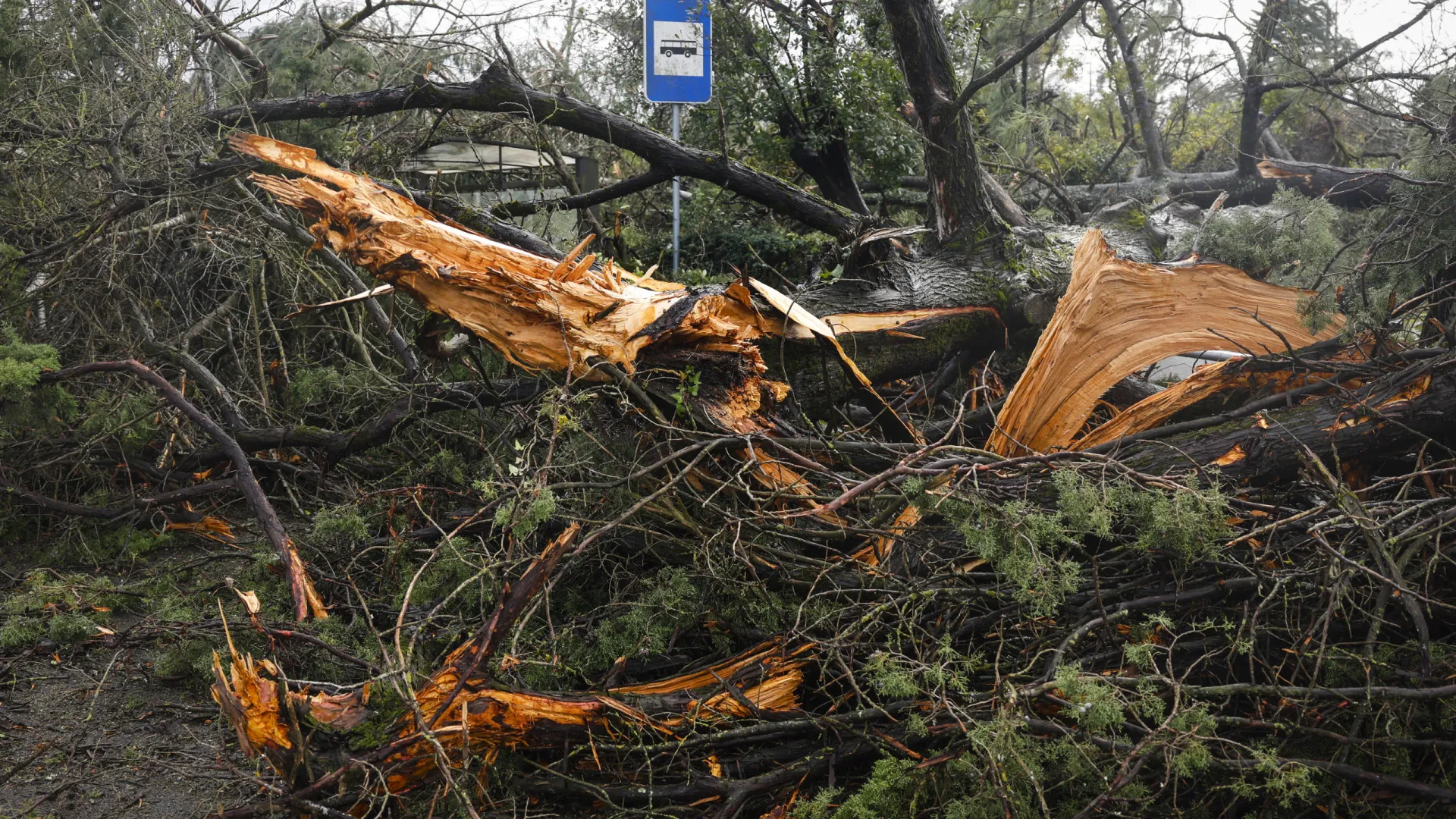 
                    Castanheira de Pera estima prejuízos de cinco milhões de euros
                