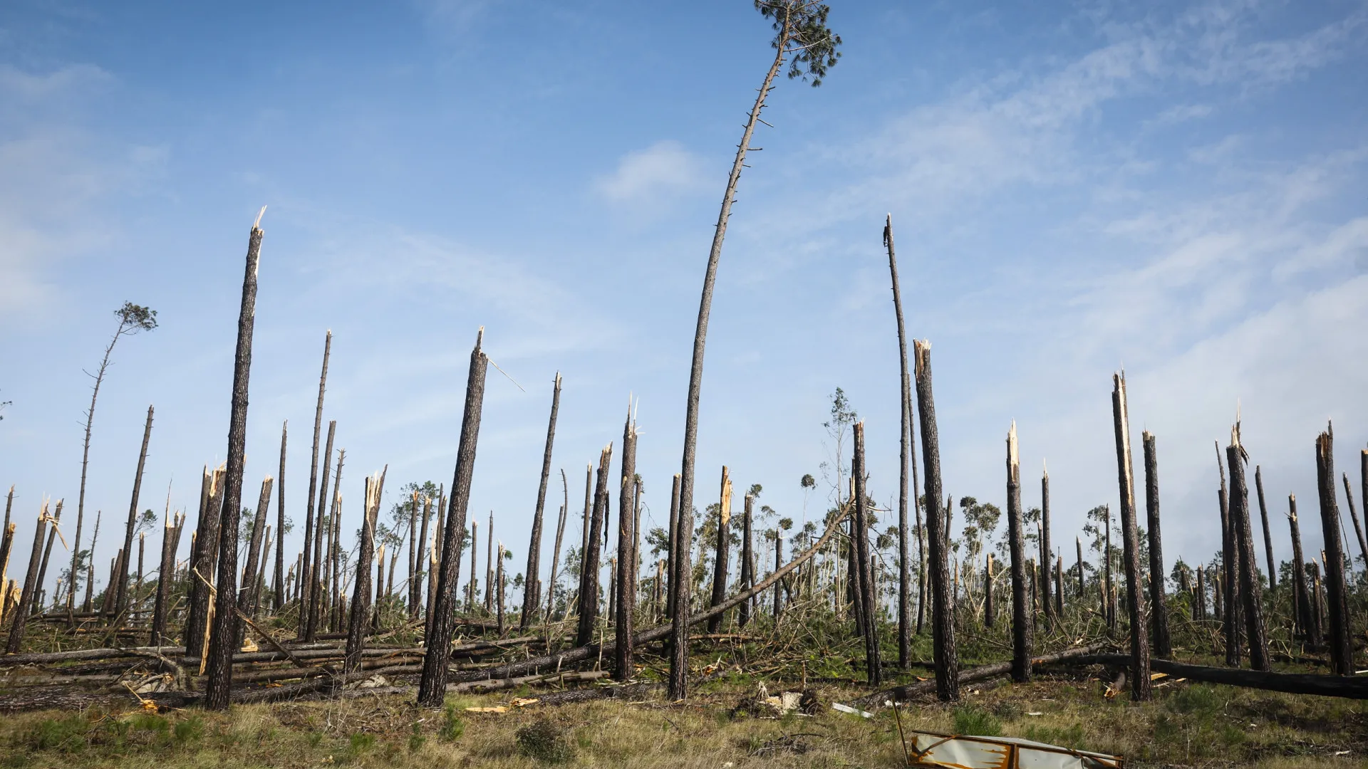 
                    Pinheiros vergados e telhados sem telhas marcam paisagem em Leiria
                
