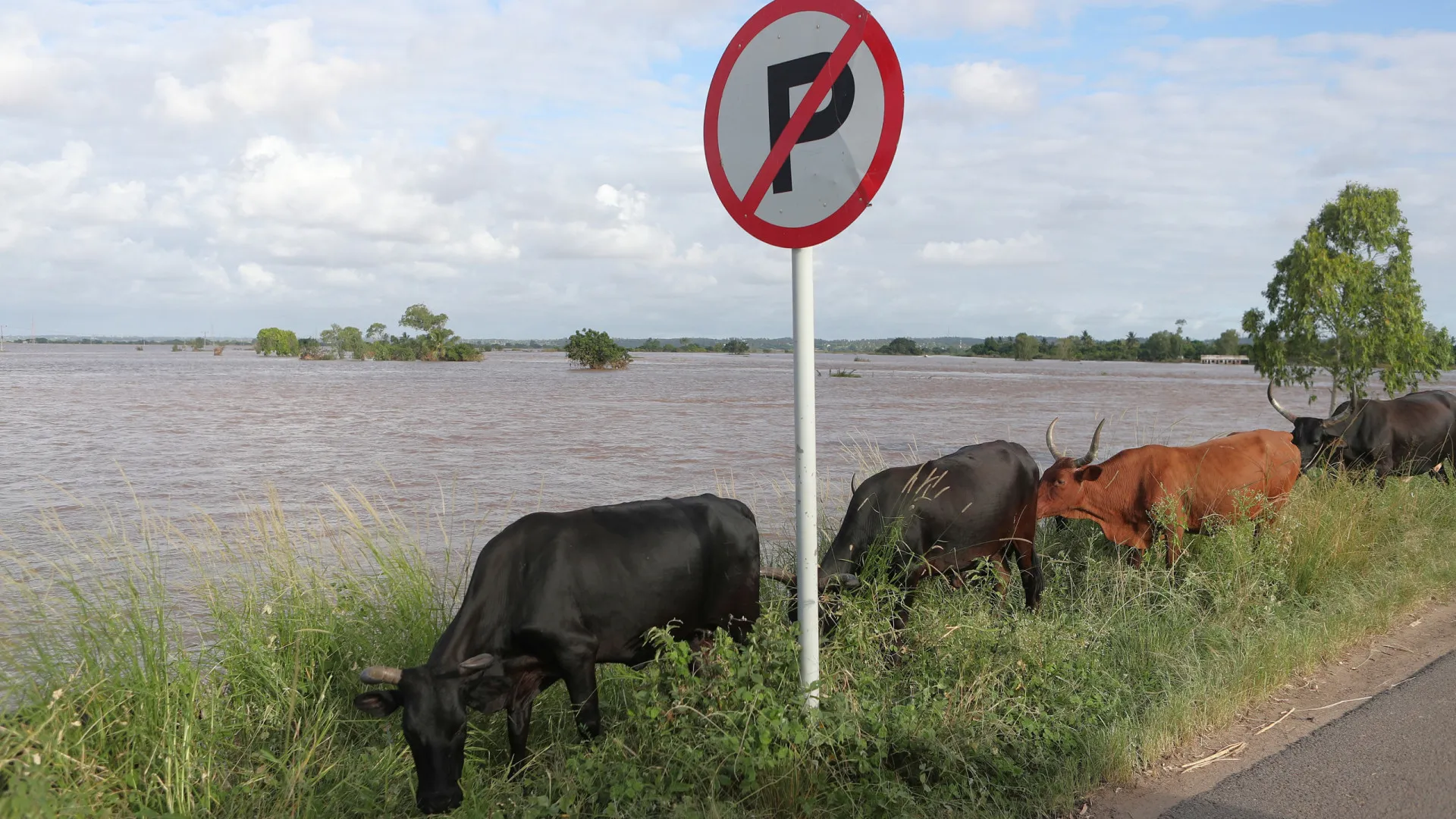 
                    Cheias em Moçambique. Perdido 13% do gado na província de Gaza
                