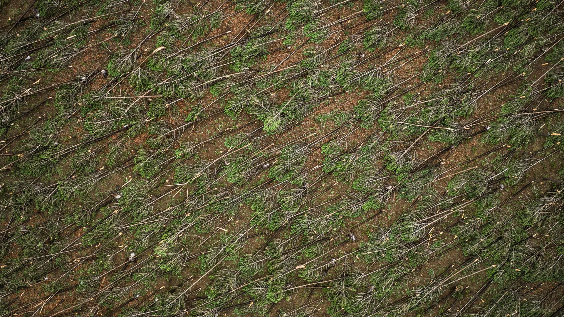 
                    Setores agrícola e florestal com prejuízo de 775 milhões
                