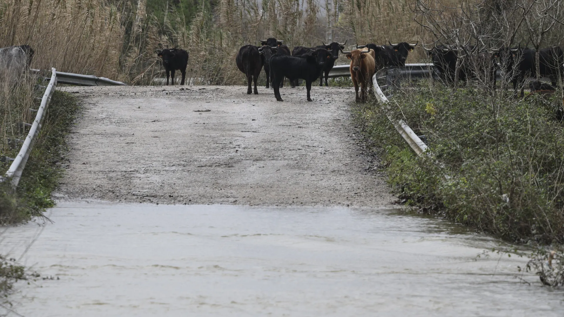 
                    Agricultores com 1.695 declarações de prejuízo a Norte, 70% são do Douro
                