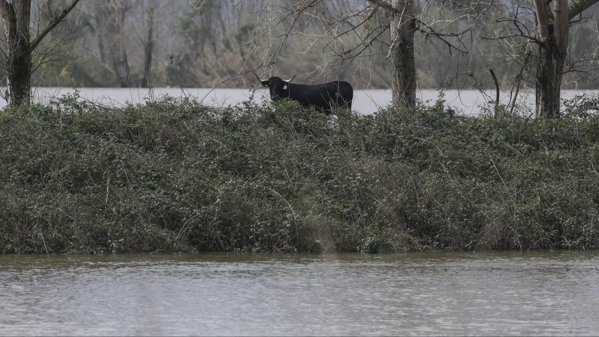 
                    Níveis do rio Mondego em Montemor começam a baixar, mas ainda é crítico
                