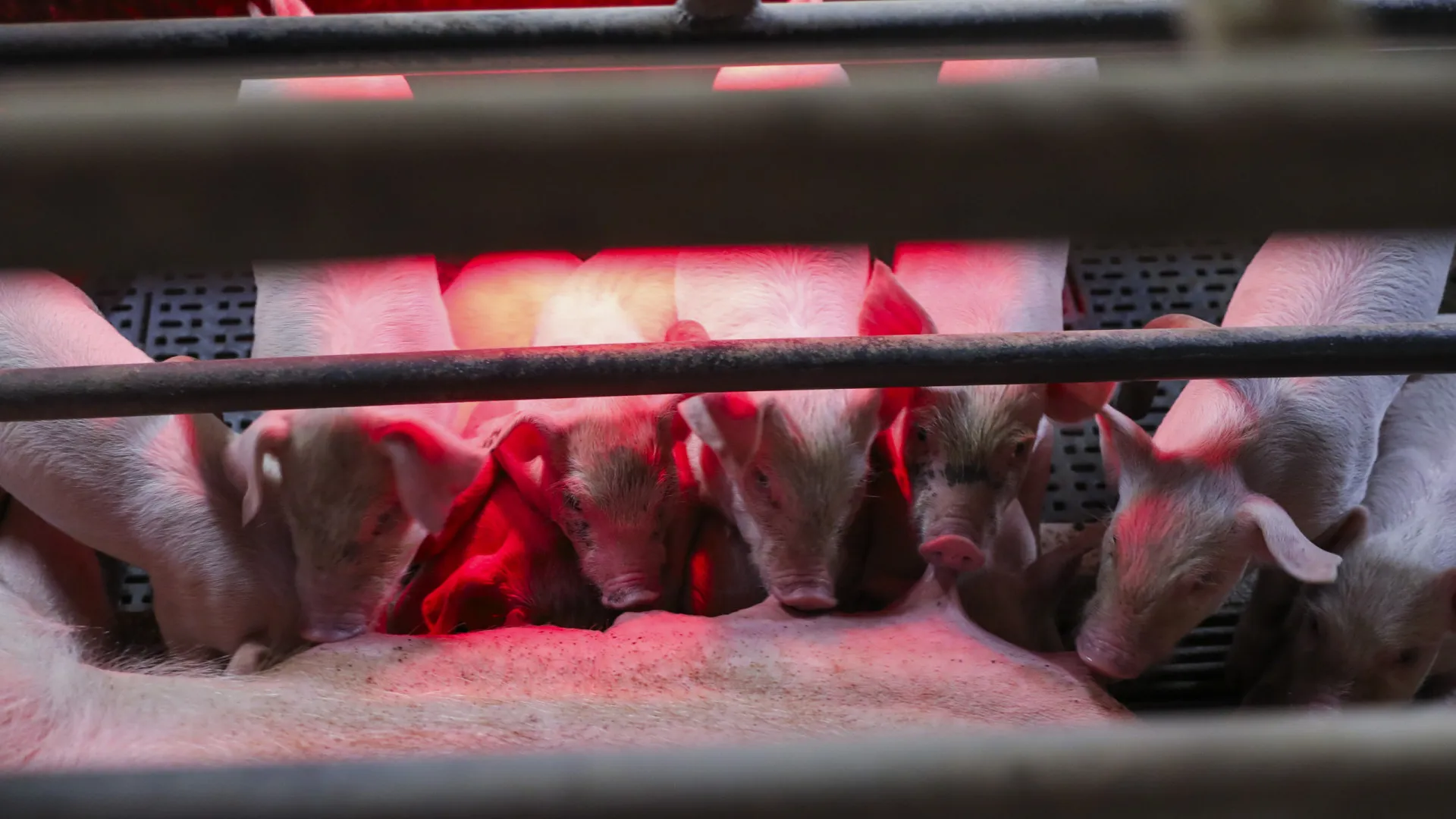 
                    Pecuária em Leiria perdeu 200 leitões à espera da luz que não veio
                