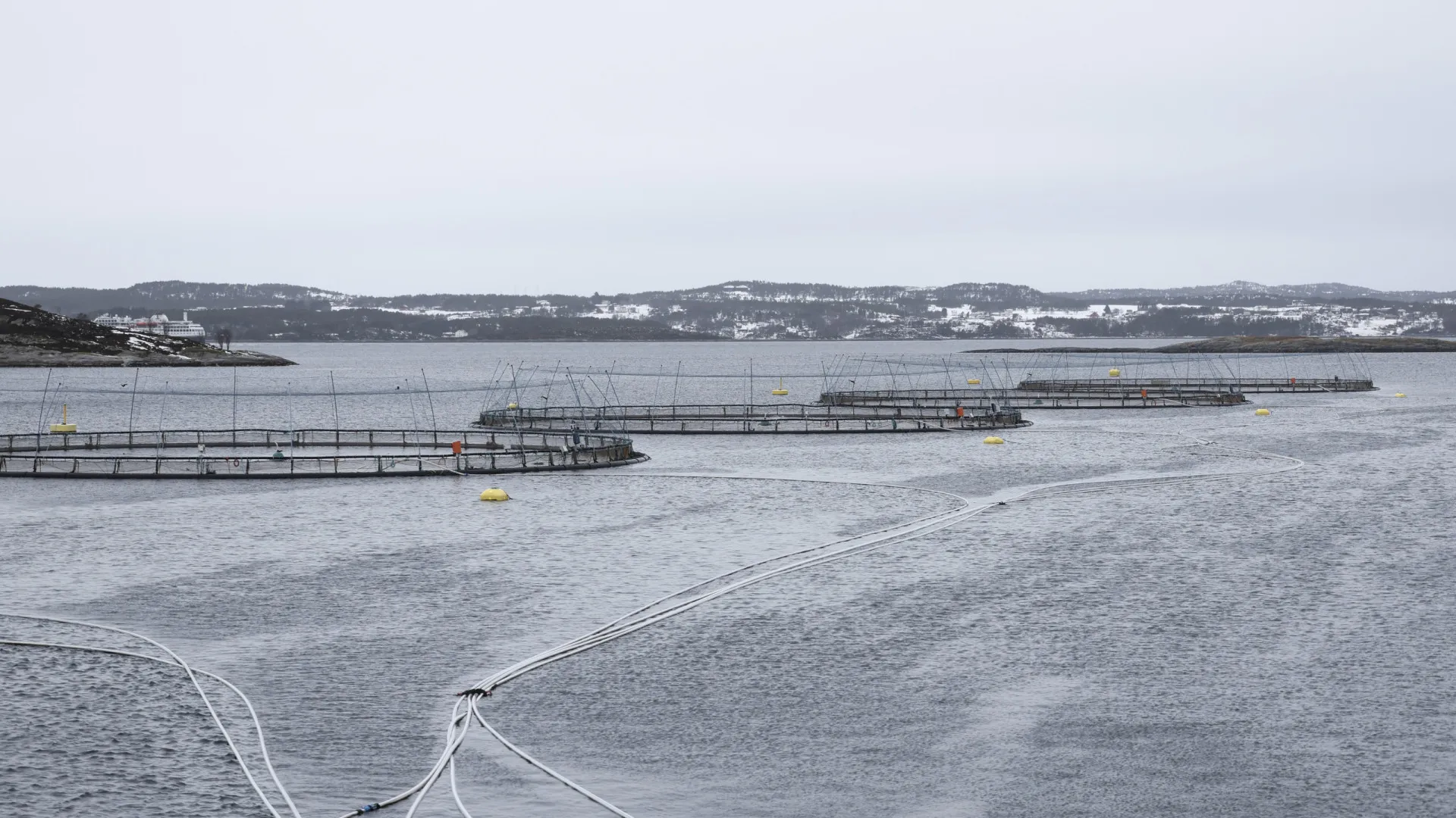 
                    Orgulhosa travessia do salmão norueguês
                
