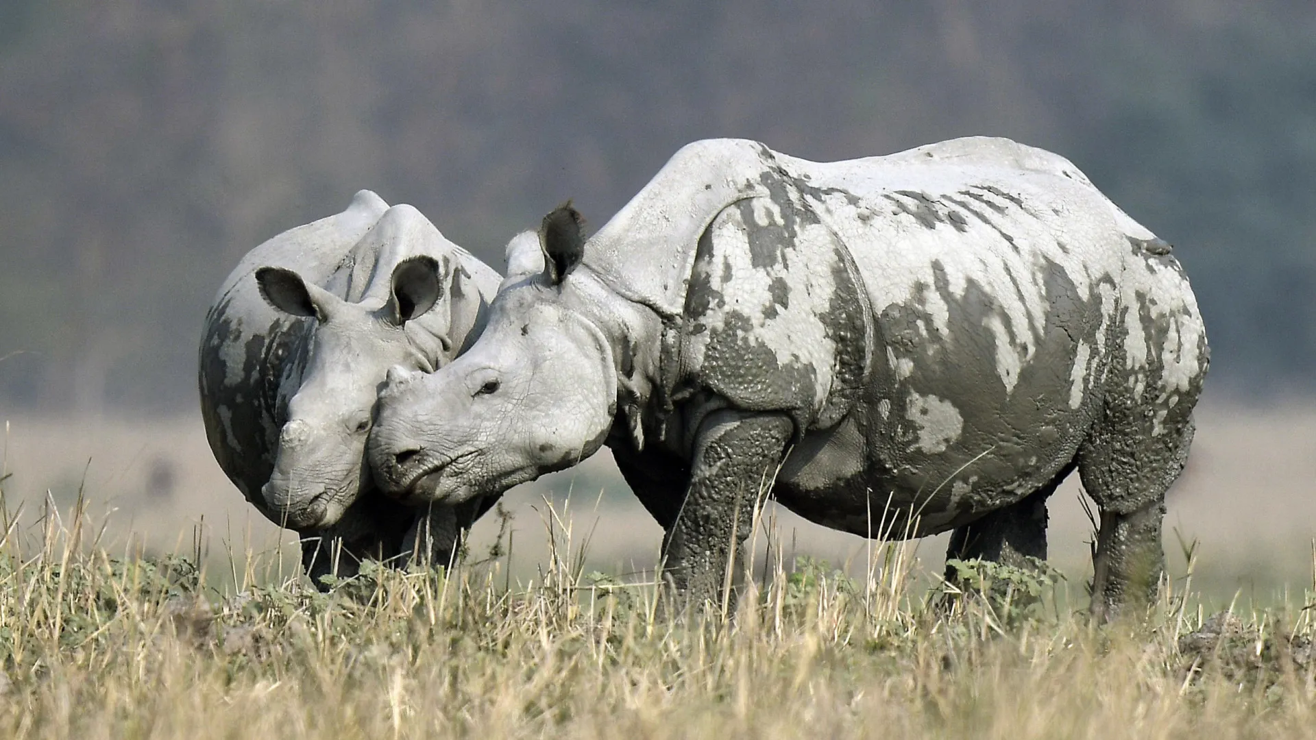 
                    Uganda. Rinocerontes regressam a parque onde estavam extintos desde 1983
                
