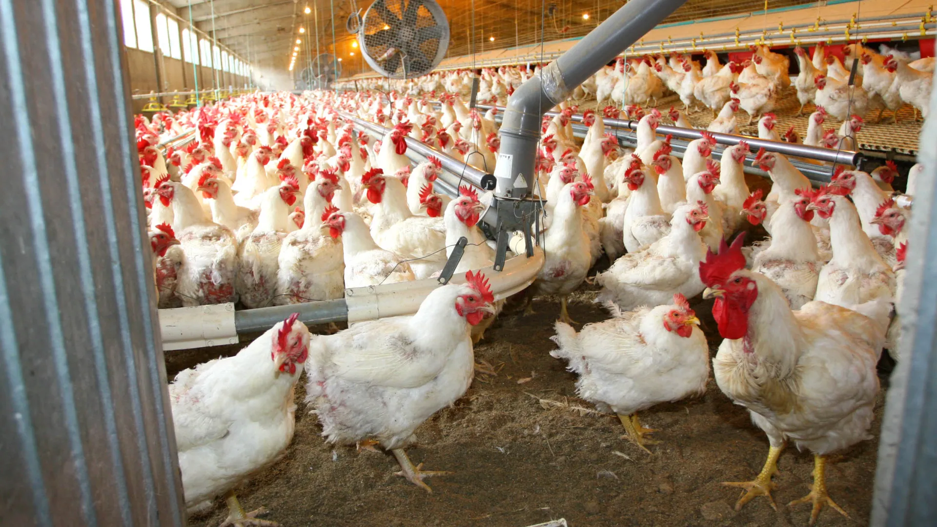 
                    Focos de gripe das aves em Portugal sobem para 50 desde o início do ano
                