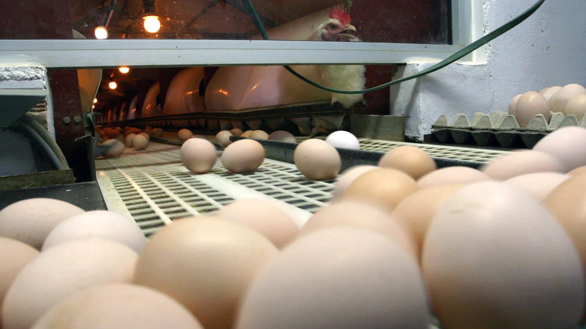 
                    Cabo Verde: Maior empresa avícola interrompe produção após tempestade cá
                