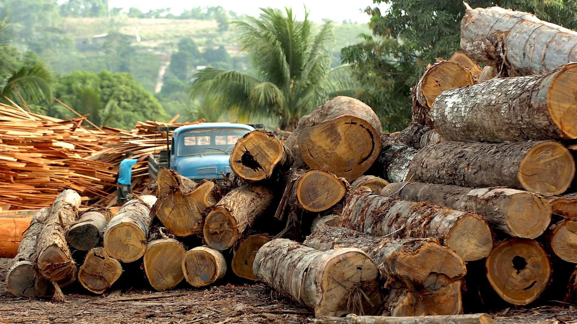 
                    Luta contra a desflorestação no centro do novo plano climático brasileiro
                