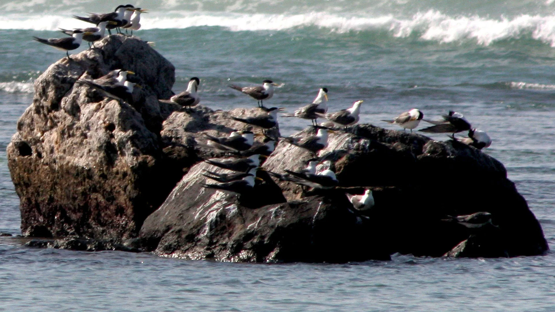 Populações de espécies migratórias em maior risco (24% pode desaparecer)