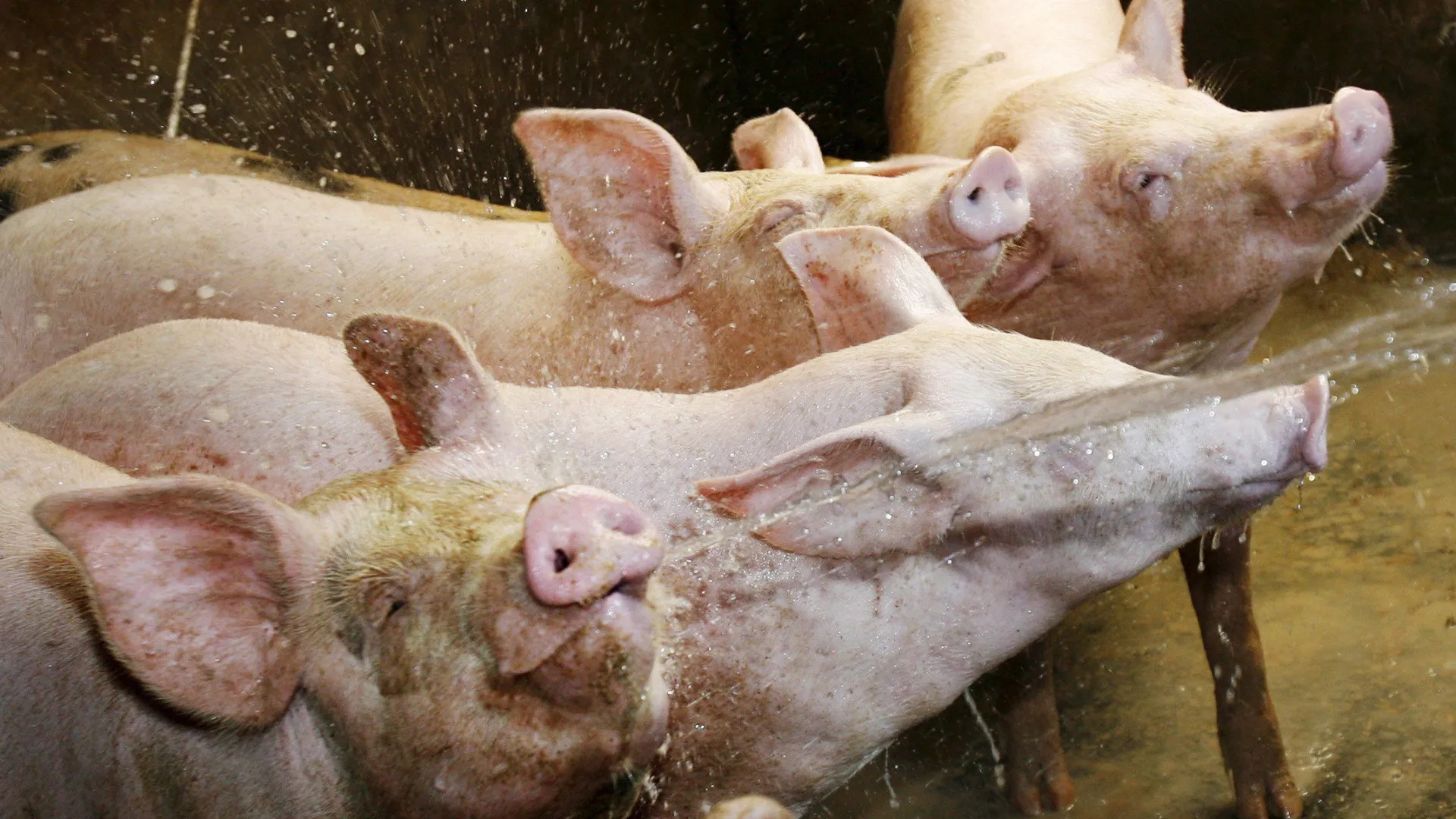 
                    Bruxelas garante proteção de exportadores de carne de porco face a tarifas da China
                