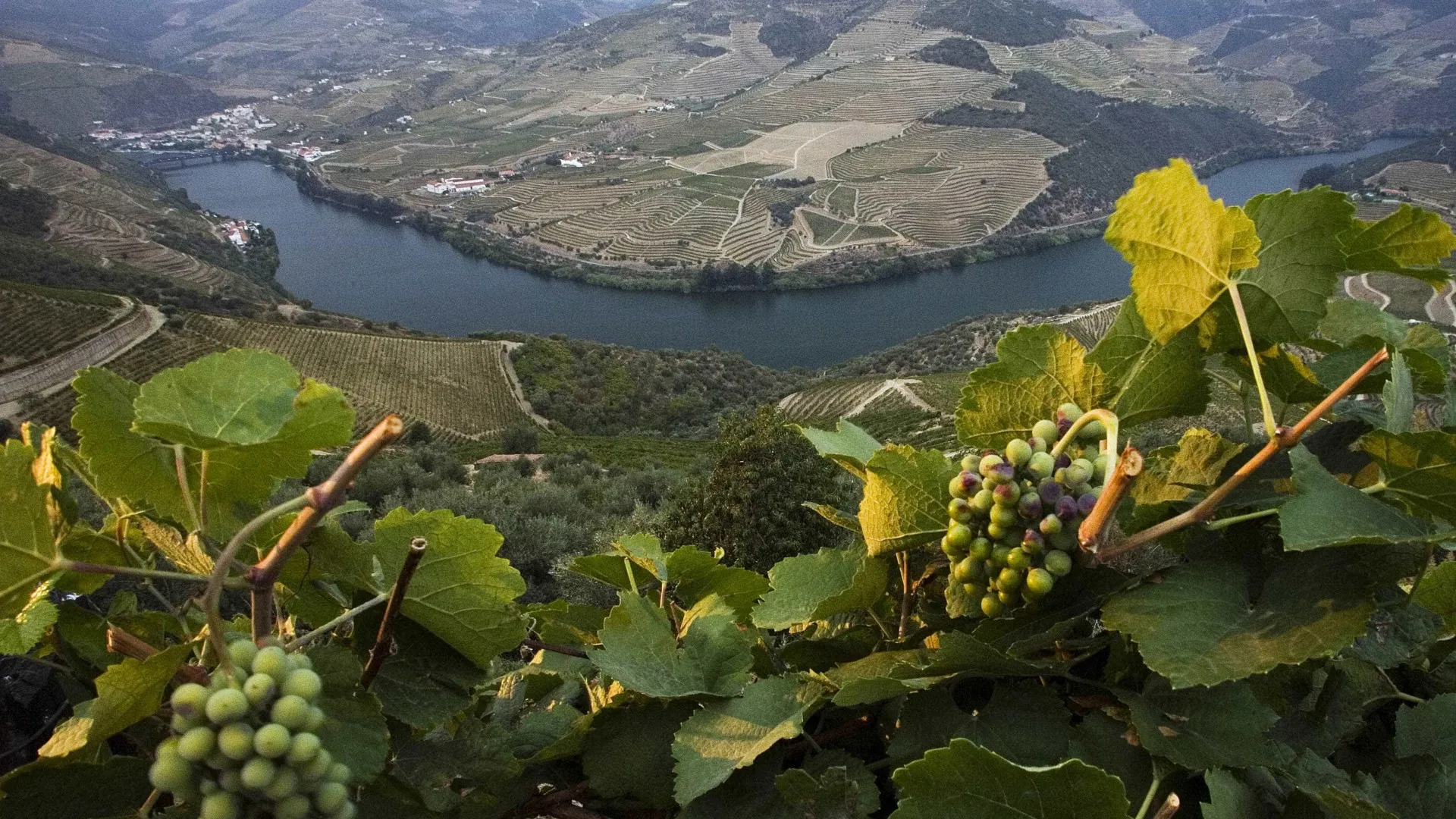 
                    Apoio à uva para destilação? Casa do Douro espera rápida concretização
                