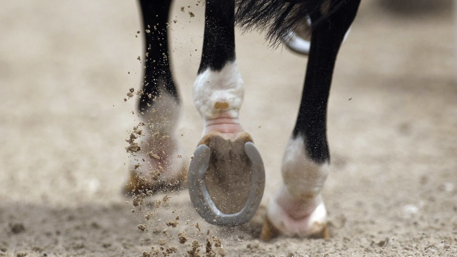 PAN quer que cavalos sejam considerados animais de companhia