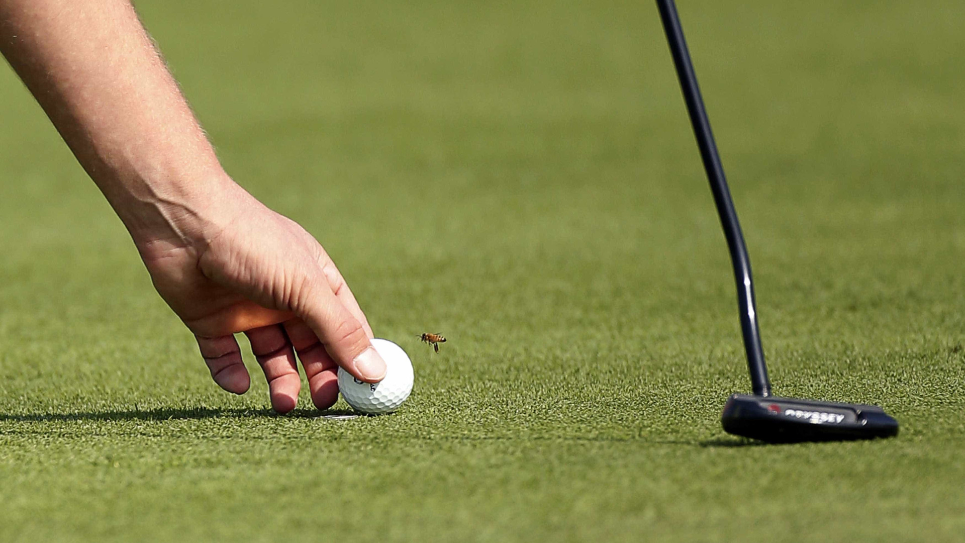 COP e Governo presentes no incentivo ao aumento da prática do golfe