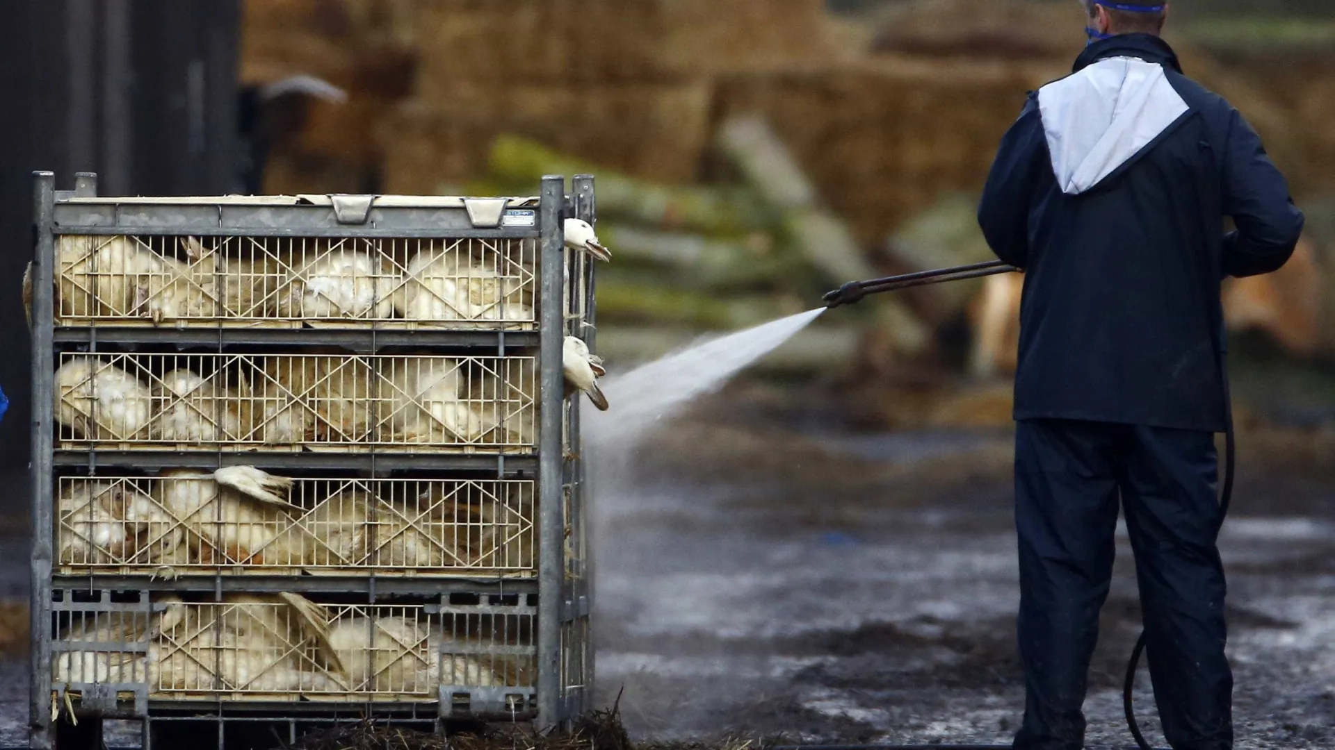 
                    Portugal tem mais dois casos de gripe das aves em Aveiro e Lisboa
                