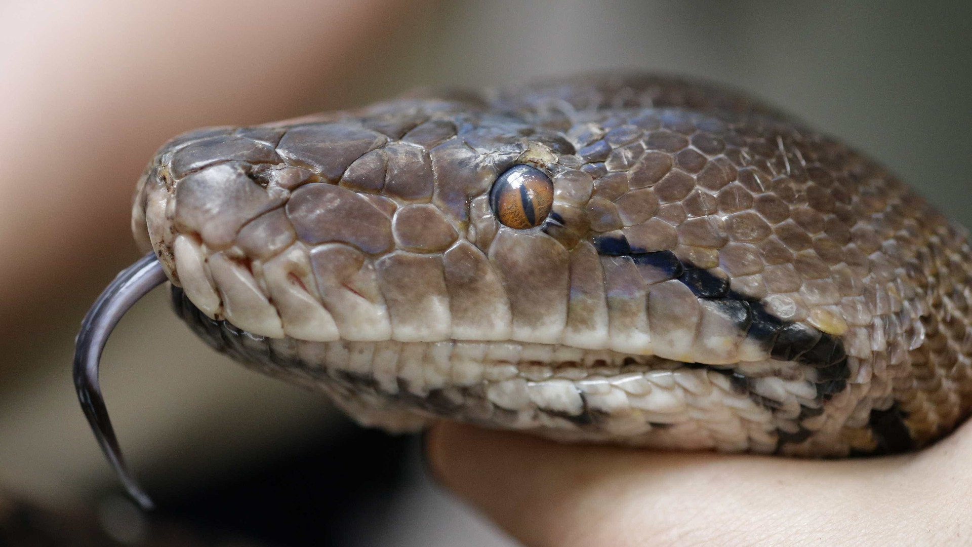 Encontra esposa a ser engolida por cobra e ataca animal para reaver corpo