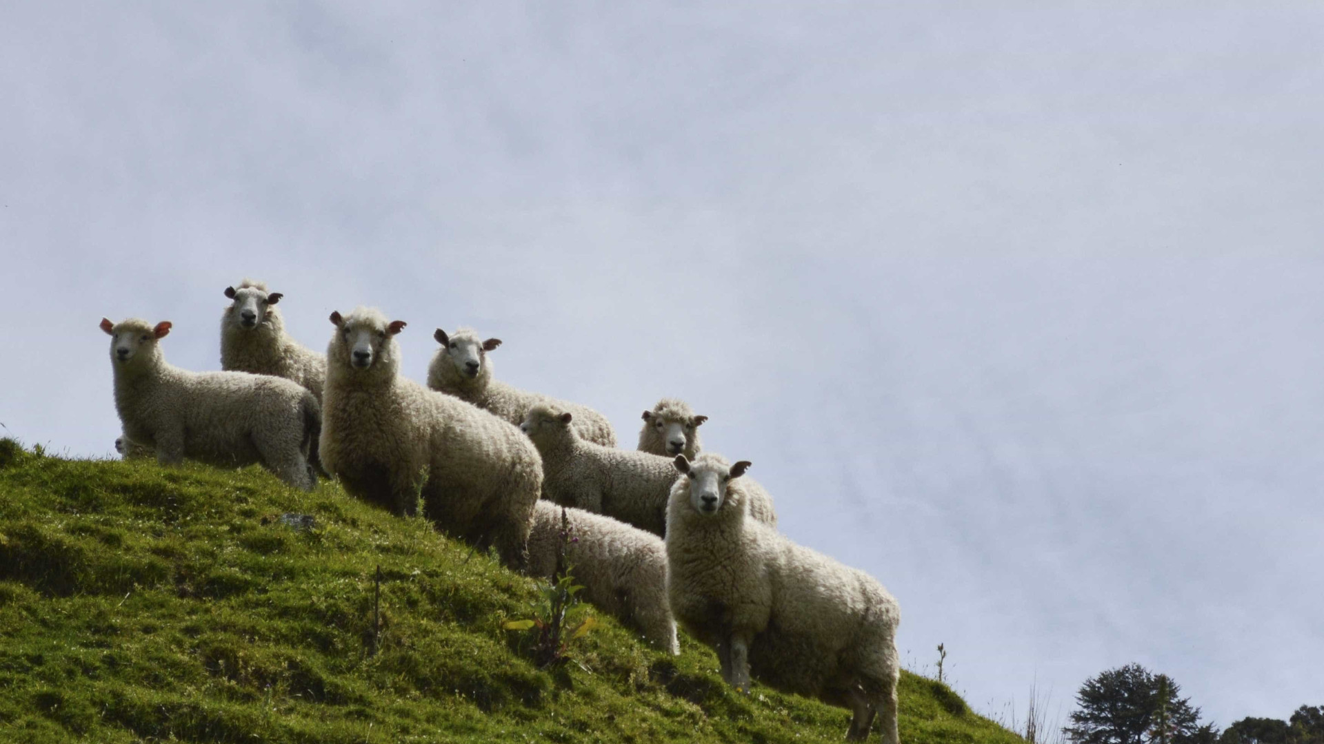 Criadores de ovinos custam a escoar lã mas há 