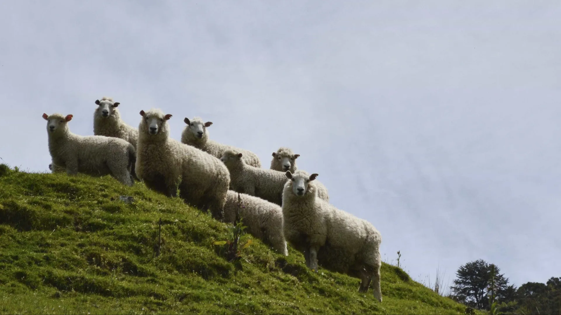 
                    Oliveira do Hospital apoia vigilância sanitária em explorações de ovinos
                