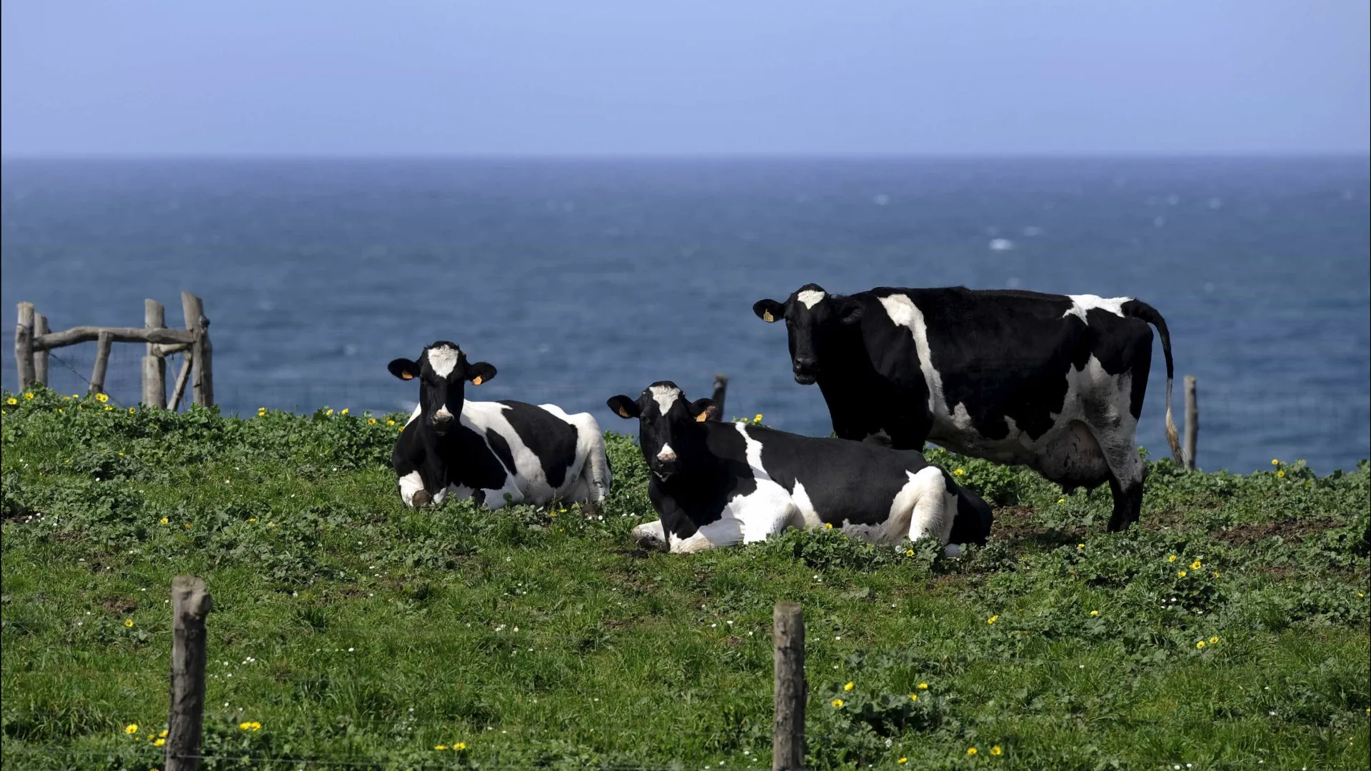 
                    DGAV nega presença de vírus que afeta bovinos apesar de condições favoráveis
                
