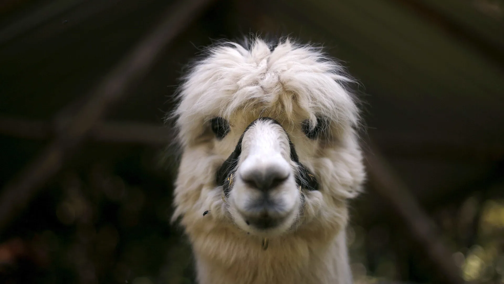 A inglesa que cria alpacas em Portugal