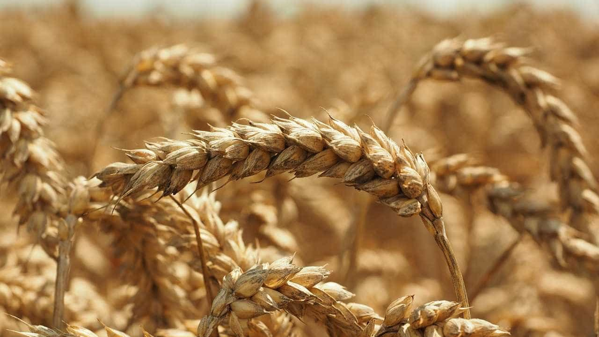 Brasil prevê crescimento de 10,2% da colheita de cereais este ano