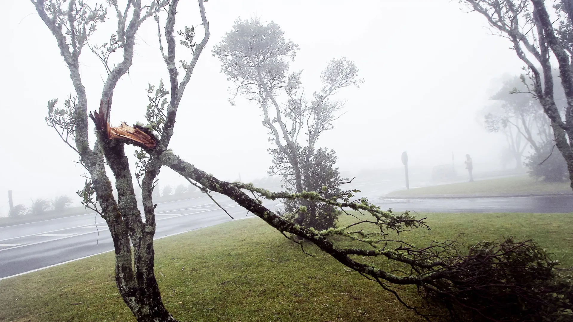 
                    Quedas de árvores e derrocadas. Mau tempo causa 30 ocorrências nos Açores
                