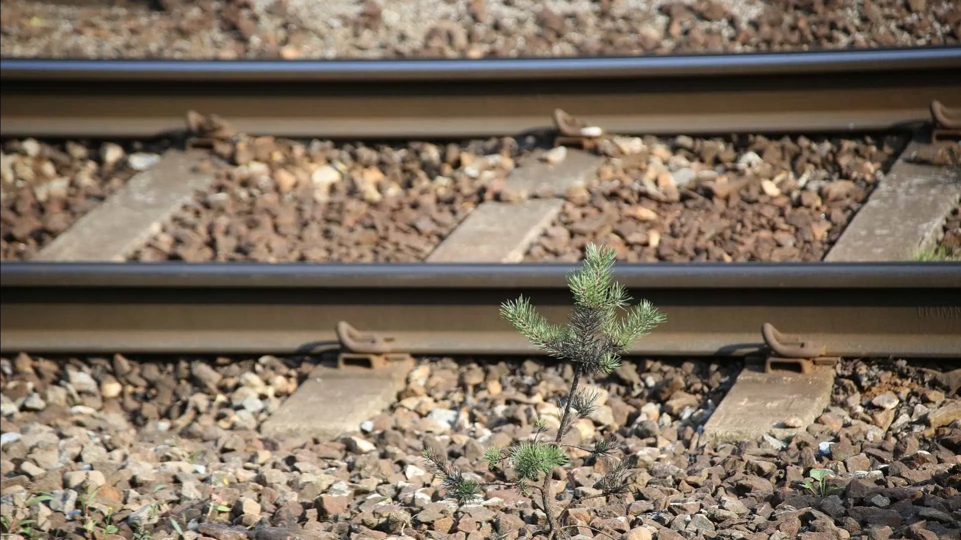 
                    Comboio descarrila na Malveira. Revisor sofreu ferimentos ligeiros
                