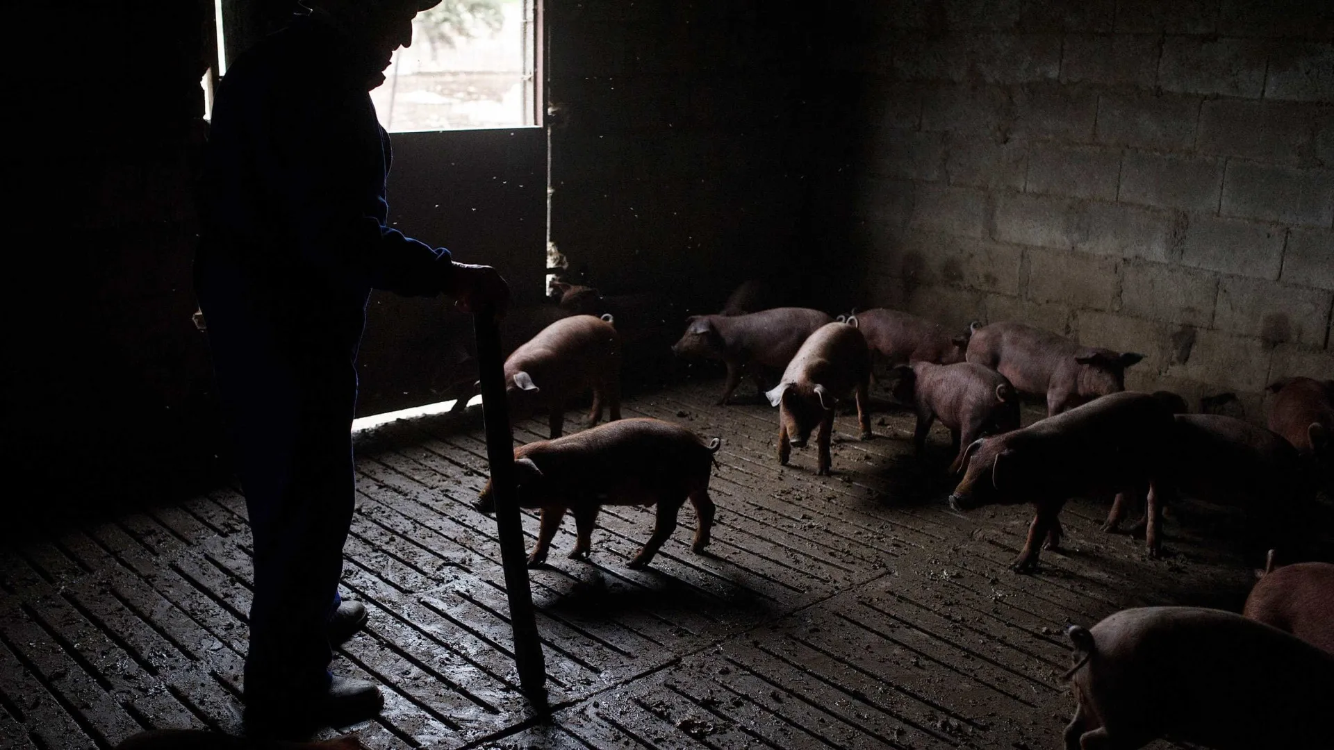 
                    Suinicultores obrigados a declarar porcos este mês
                