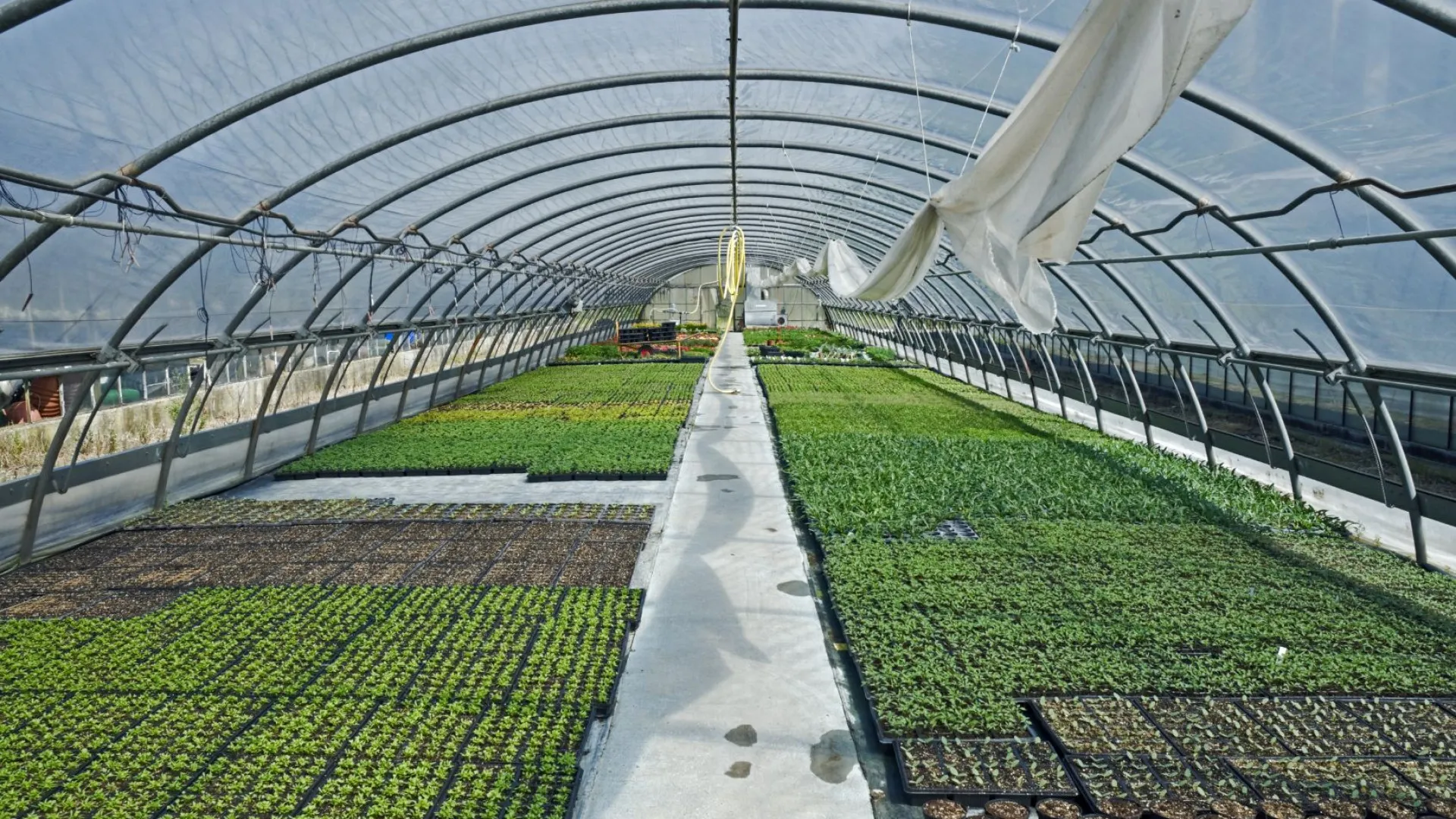 
                    Uma das maiores produtoras de flores destruída em Figueiró dos Vinhos
                