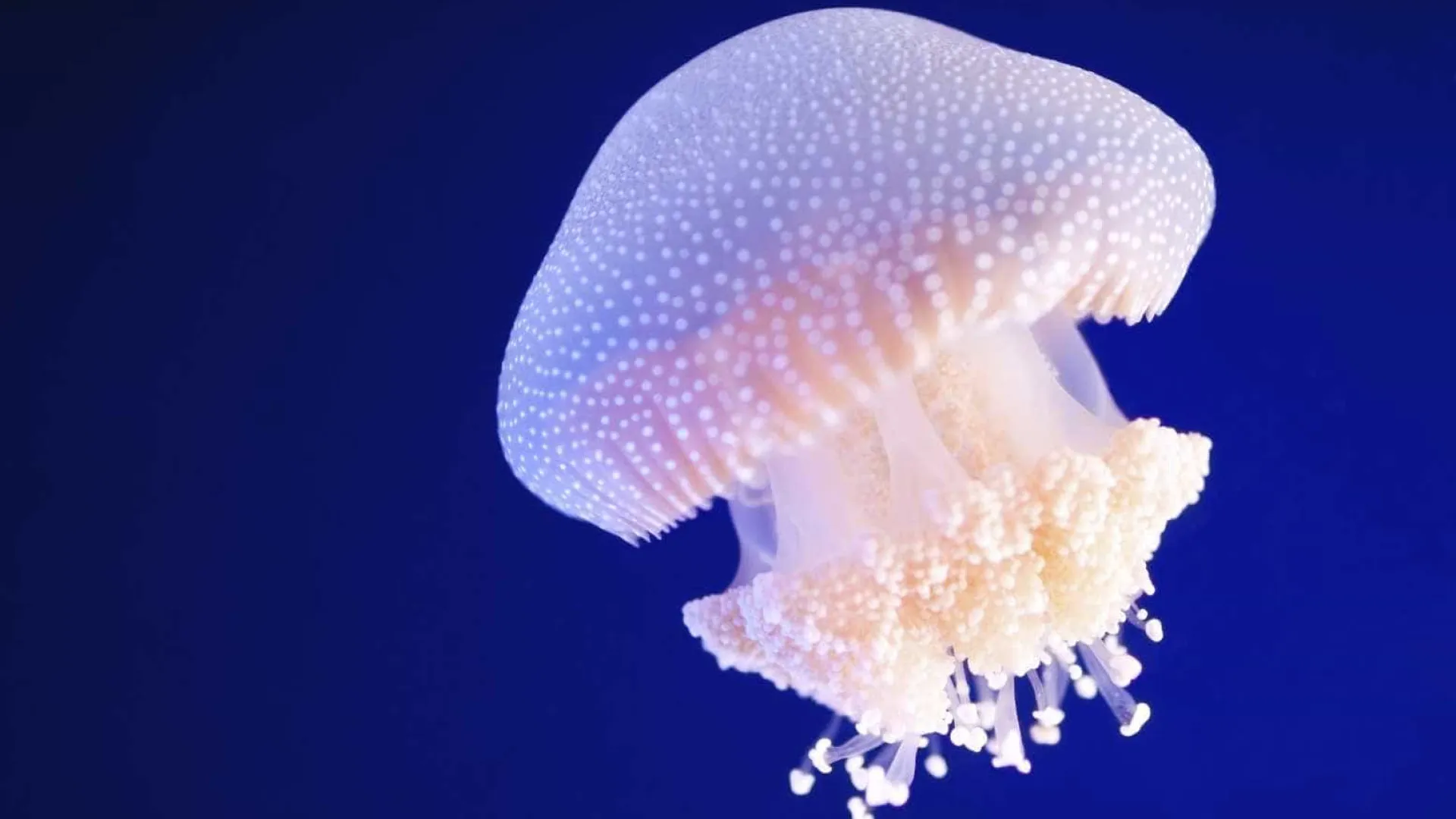 
                    Medusas e anémonas-do-mar têm padrões de sono semelhantes aos humanos
                