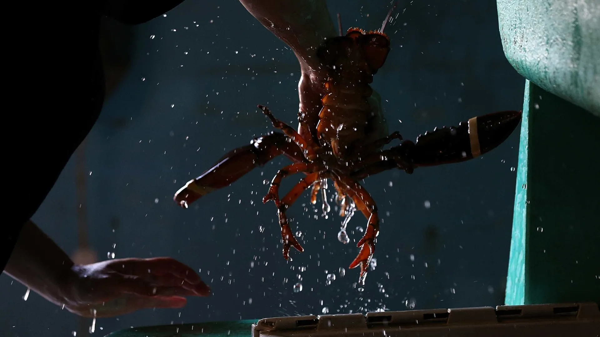 
                    Lagostas vão deixar de poder ser cozidas vivas no Reino Unido
                